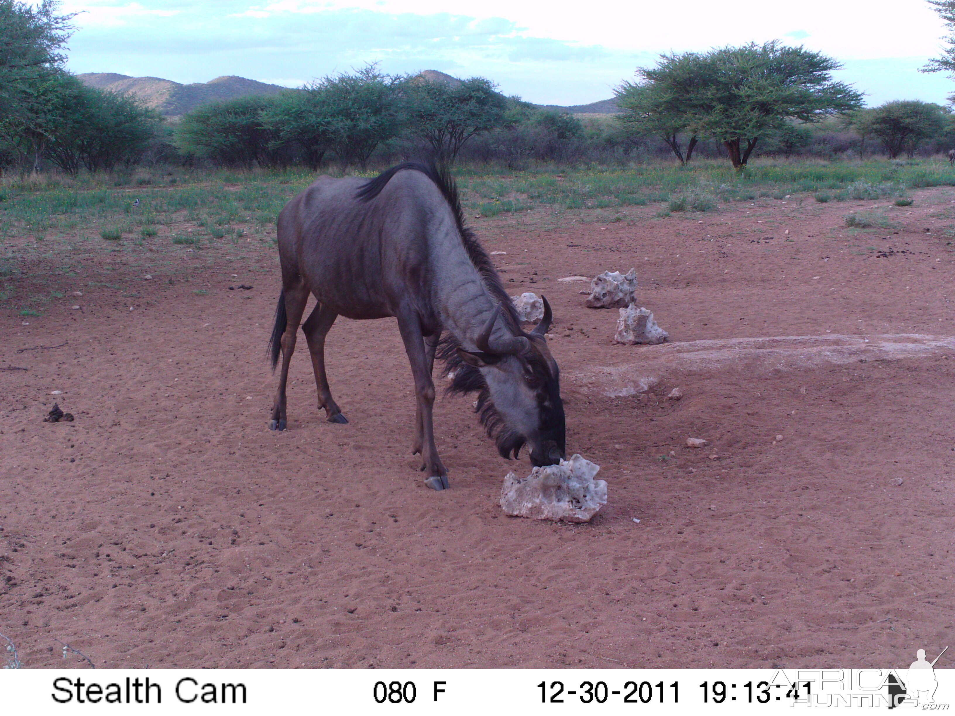 Trail Camera Namibia