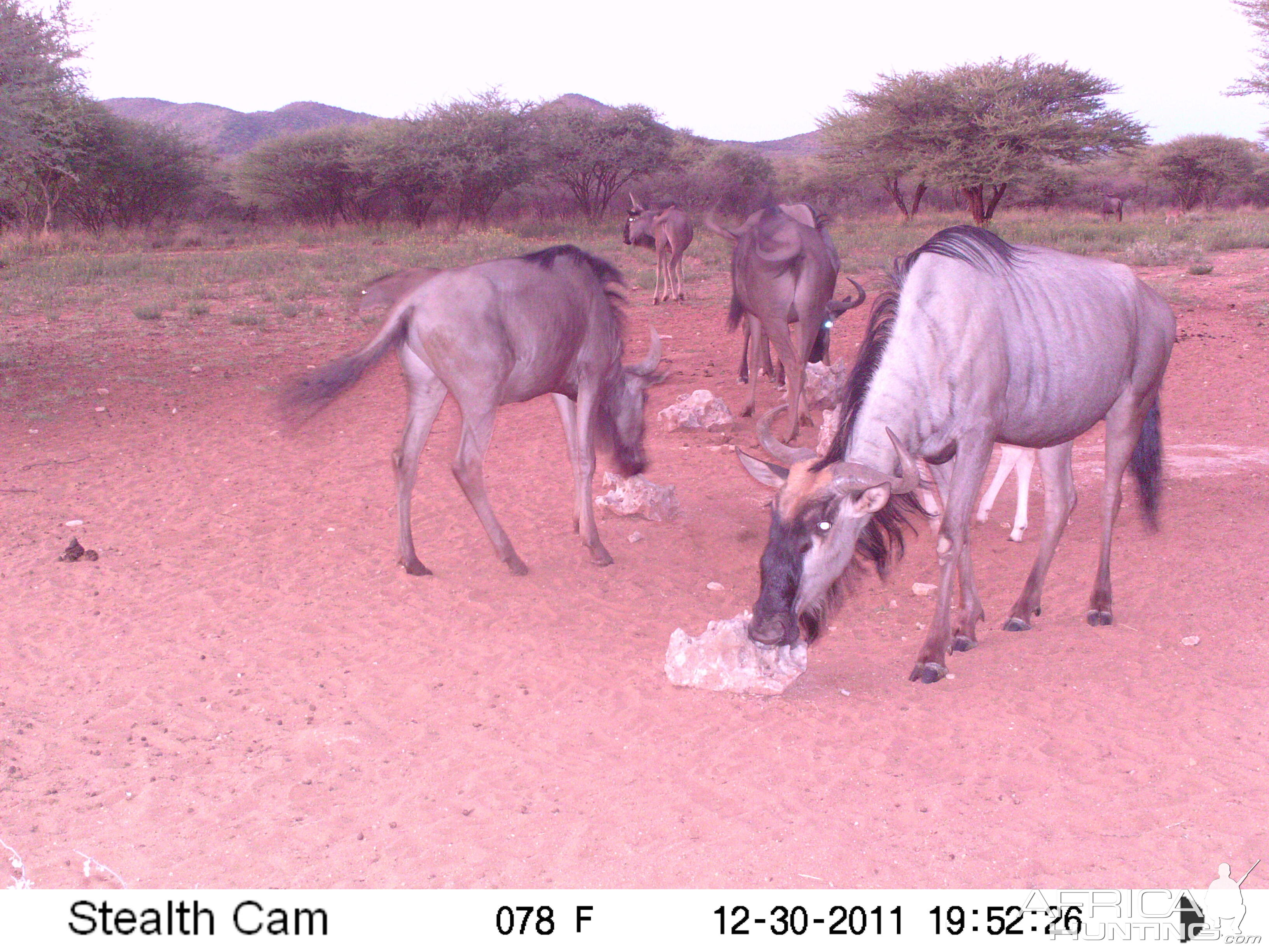 Trail Camera Namibia