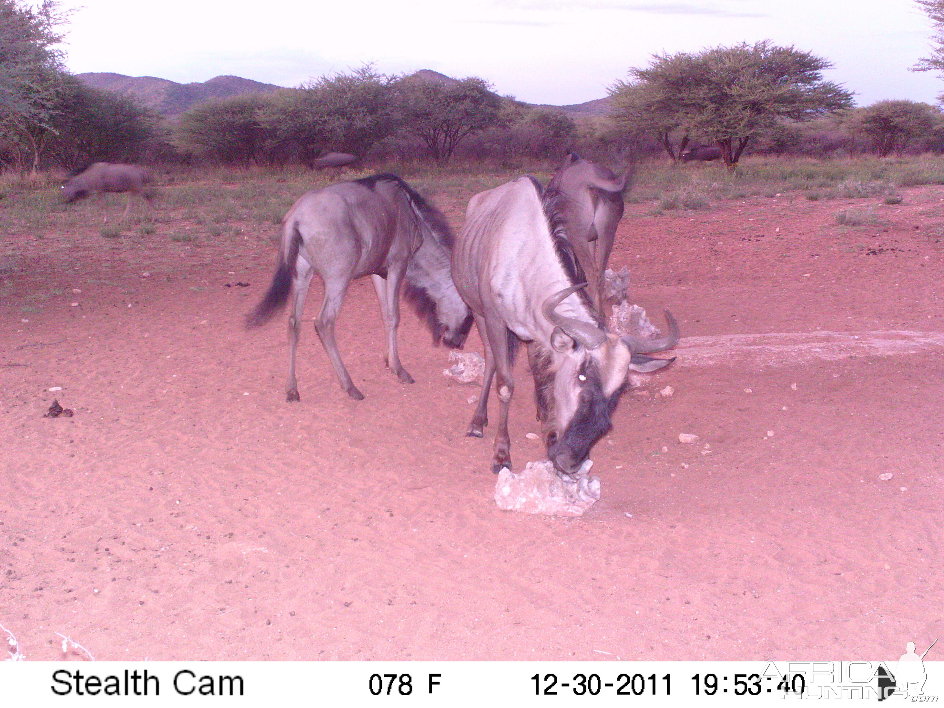 Trail Camera Namibia