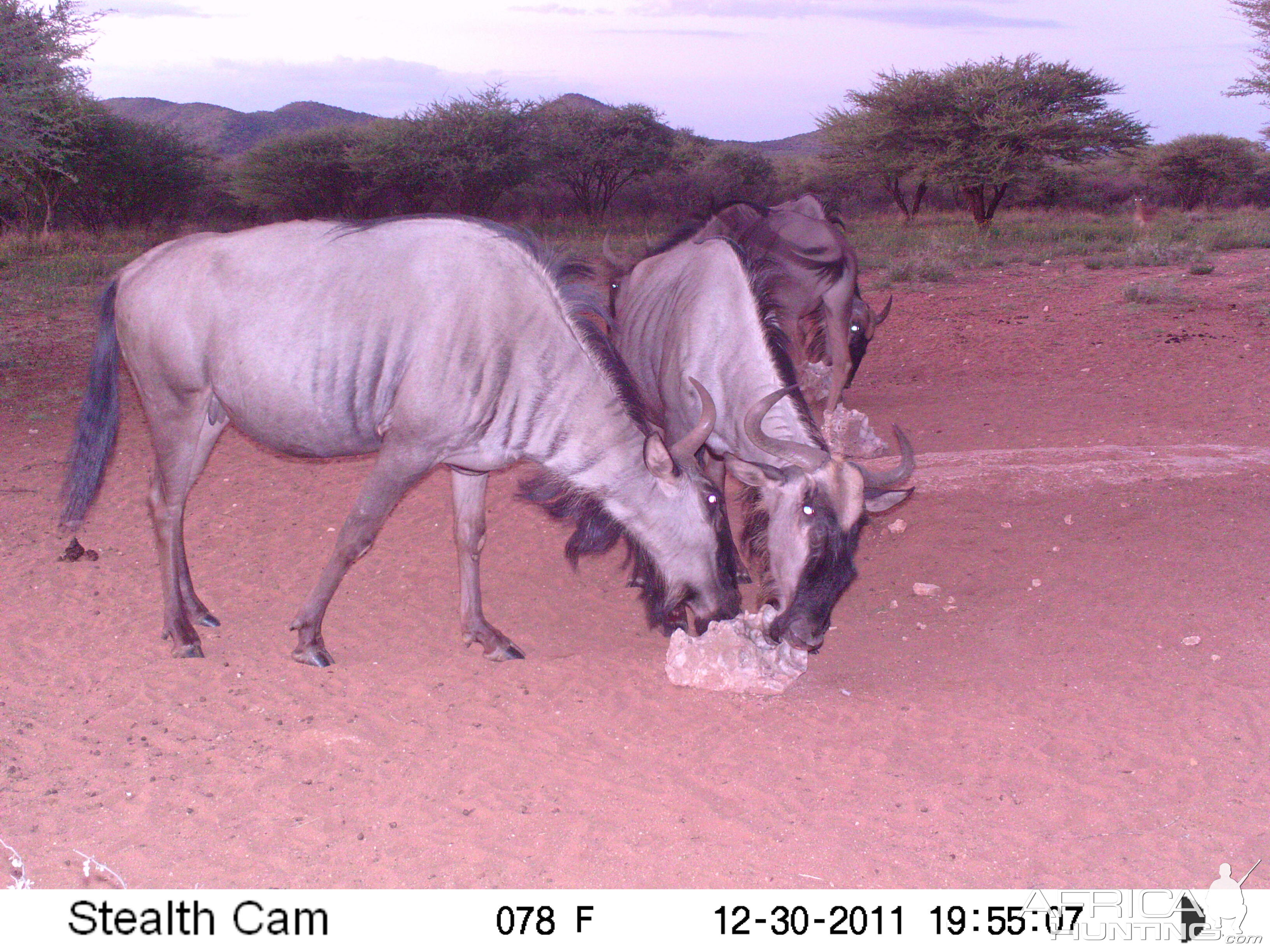 Trail Camera Namibia