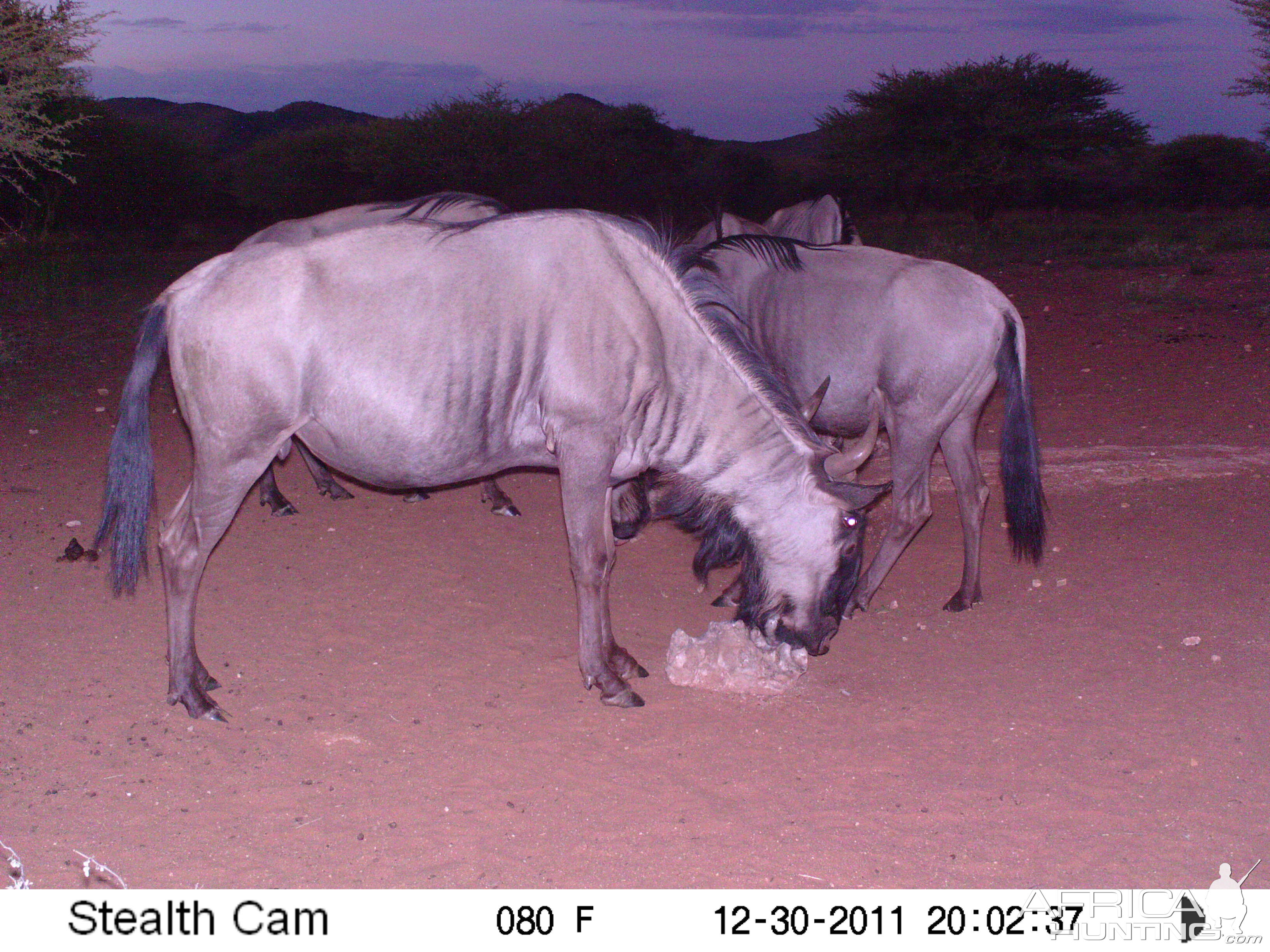 Trail Camera Namibia