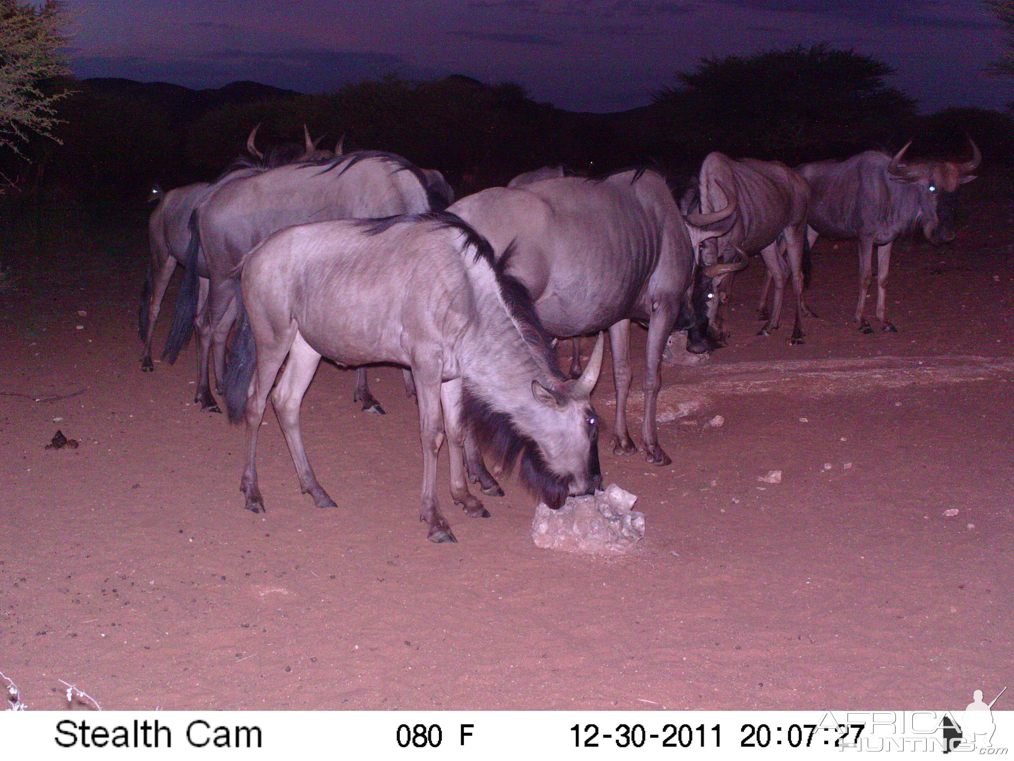 Trail Camera Namibia