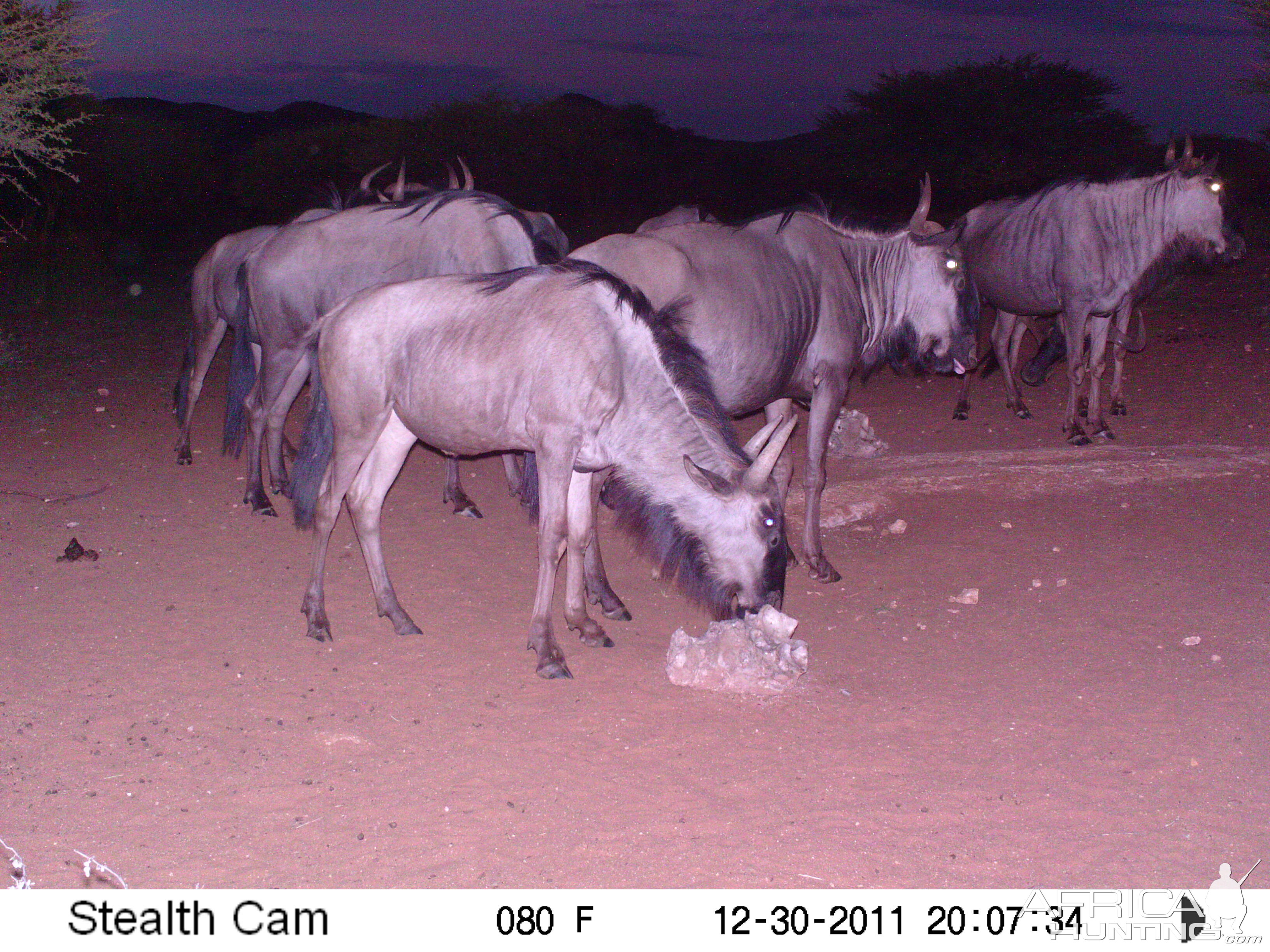 Trail Camera Namibia