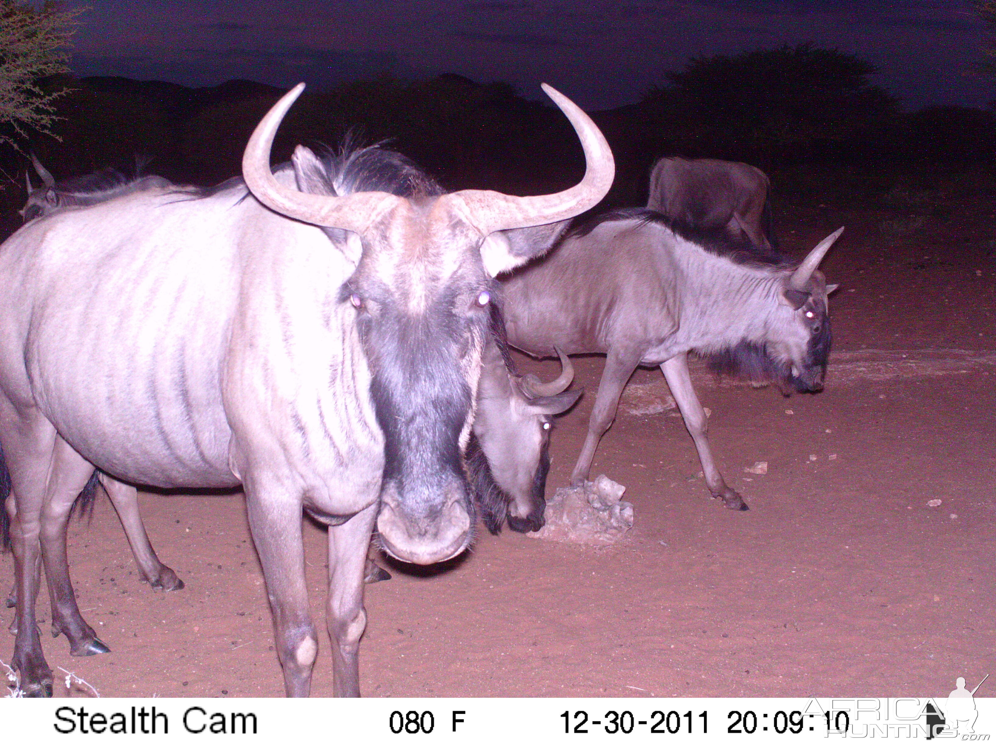 Trail Camera Namibia