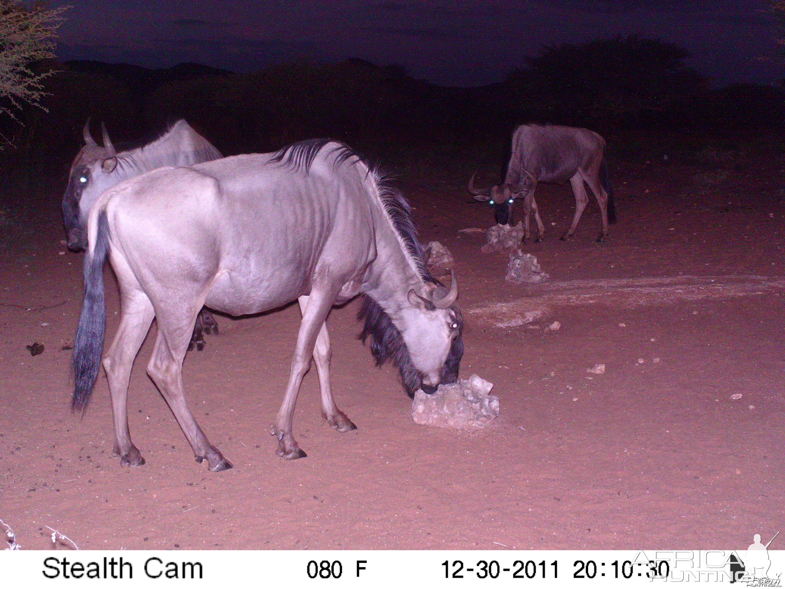 Trail Camera Namibia