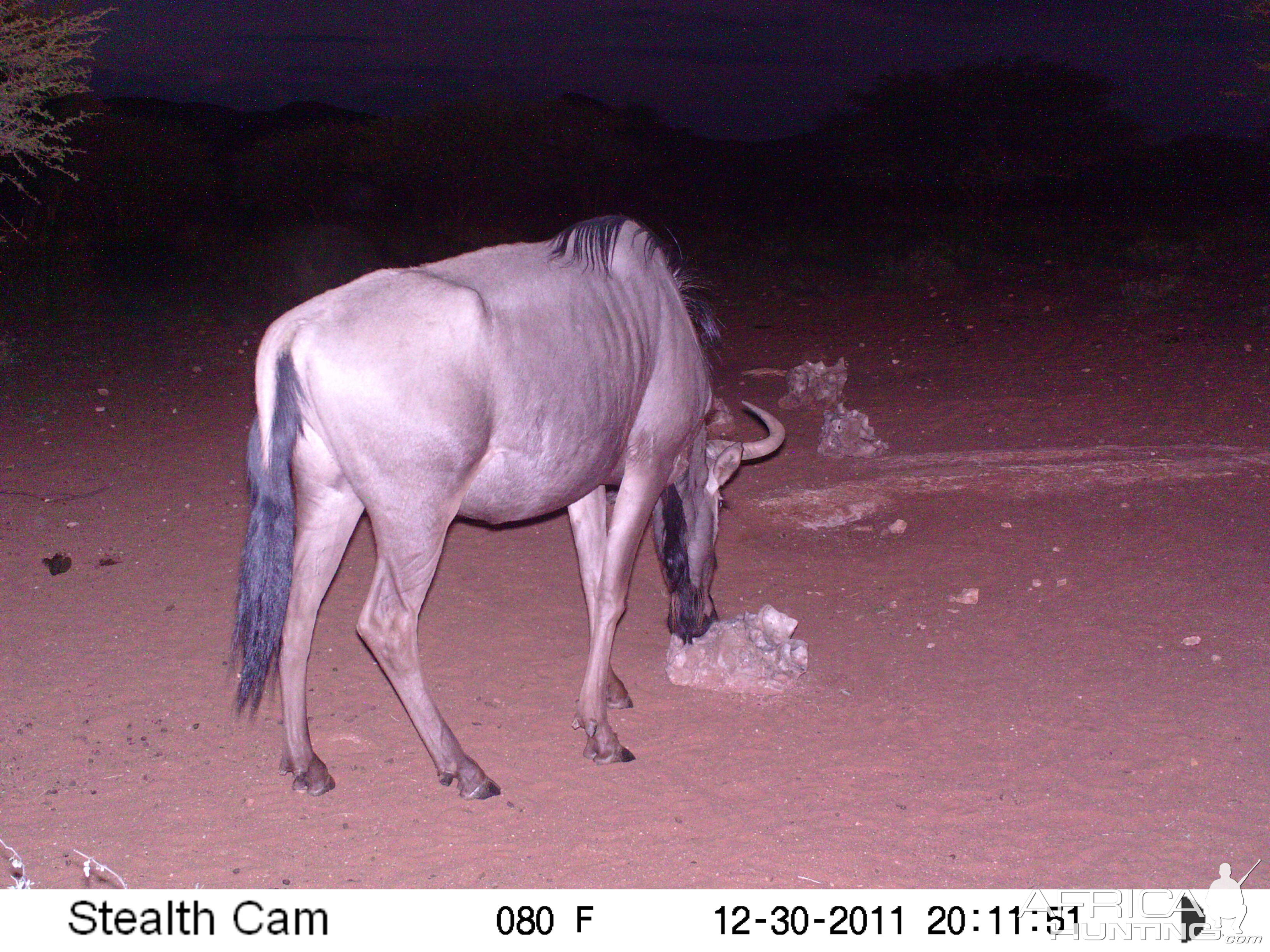 Trail Camera Namibia