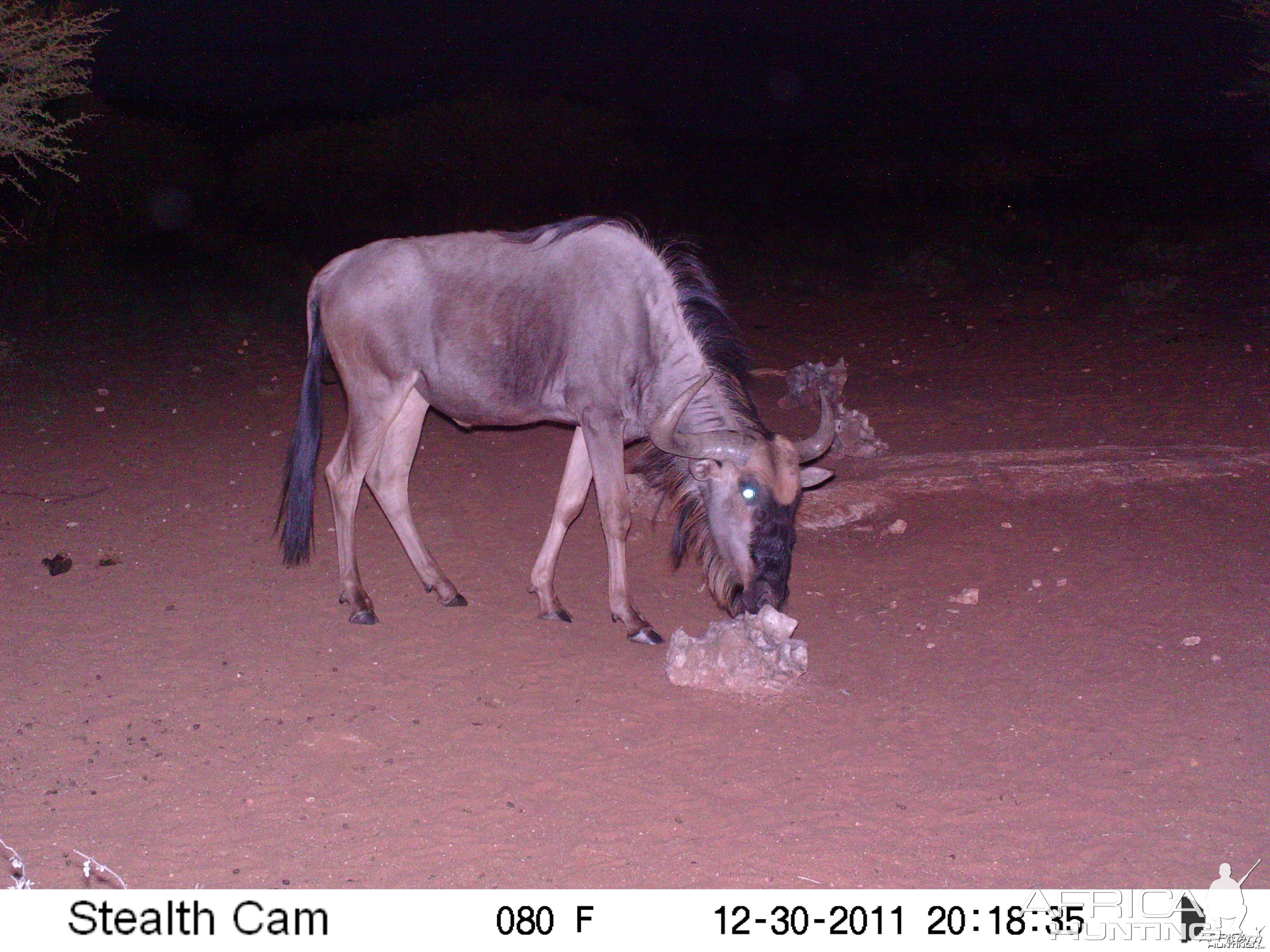 Trail Camera Namibia