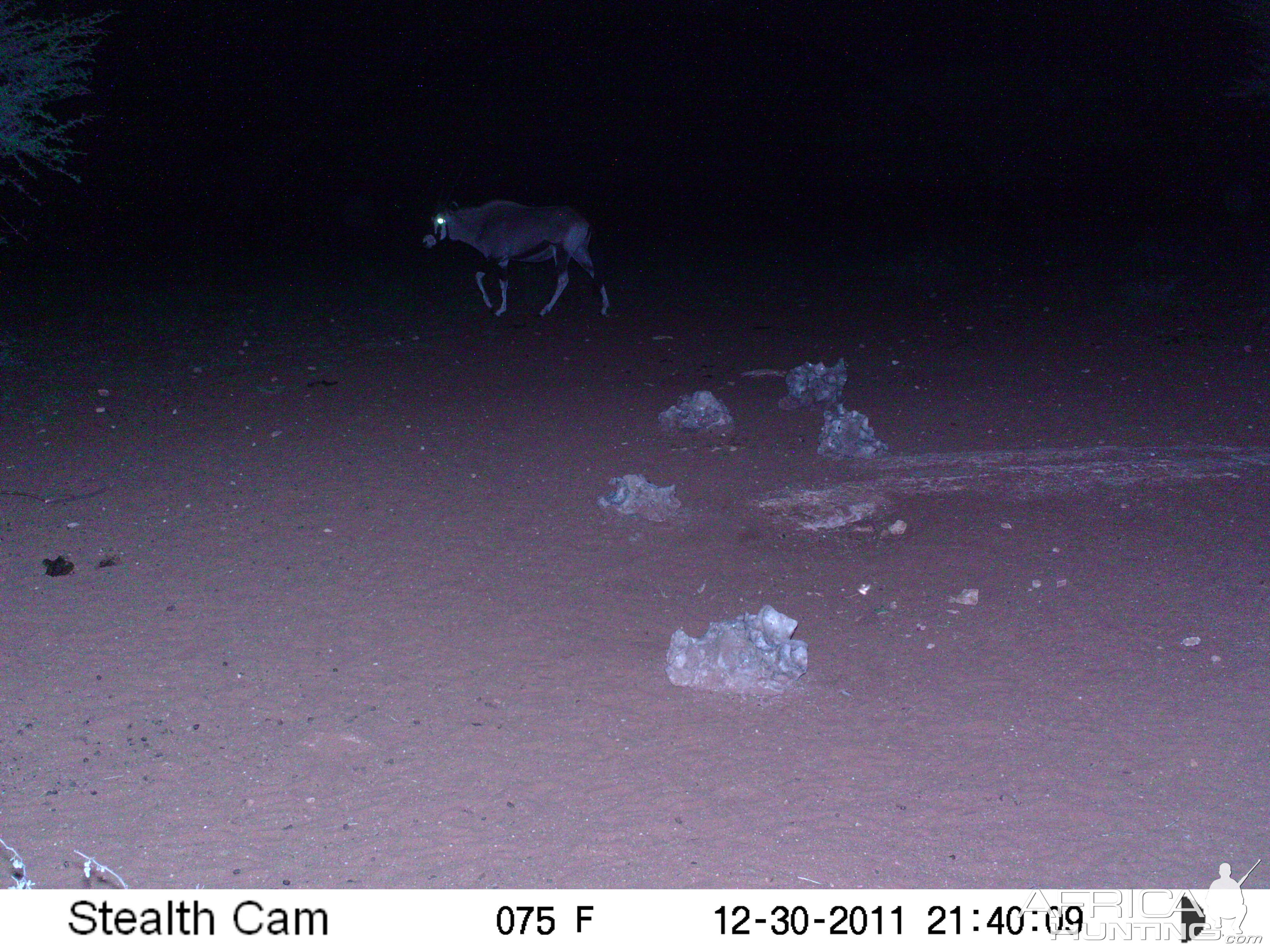 Trail Camera Namibia