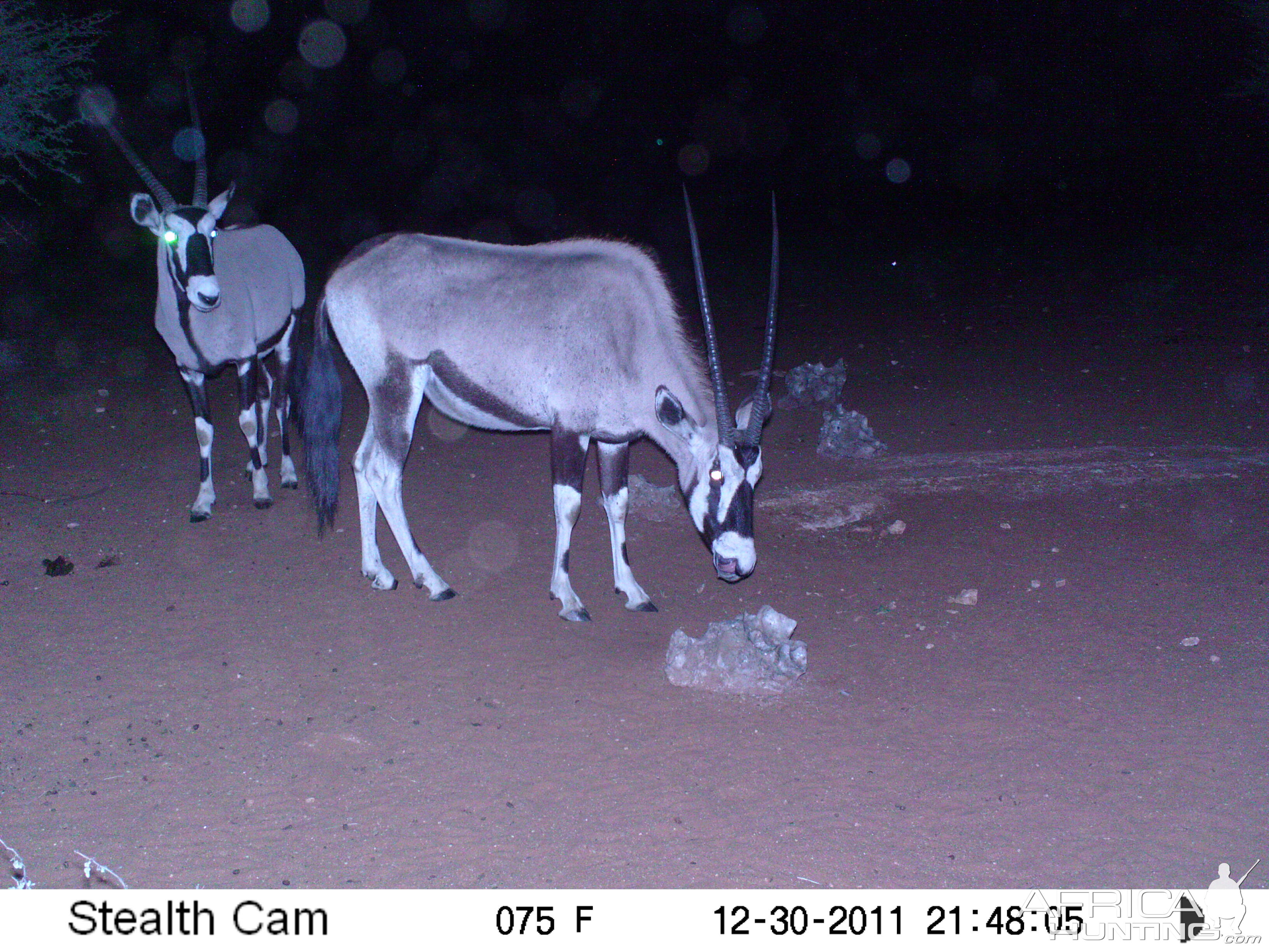 Trail Camera Namibia