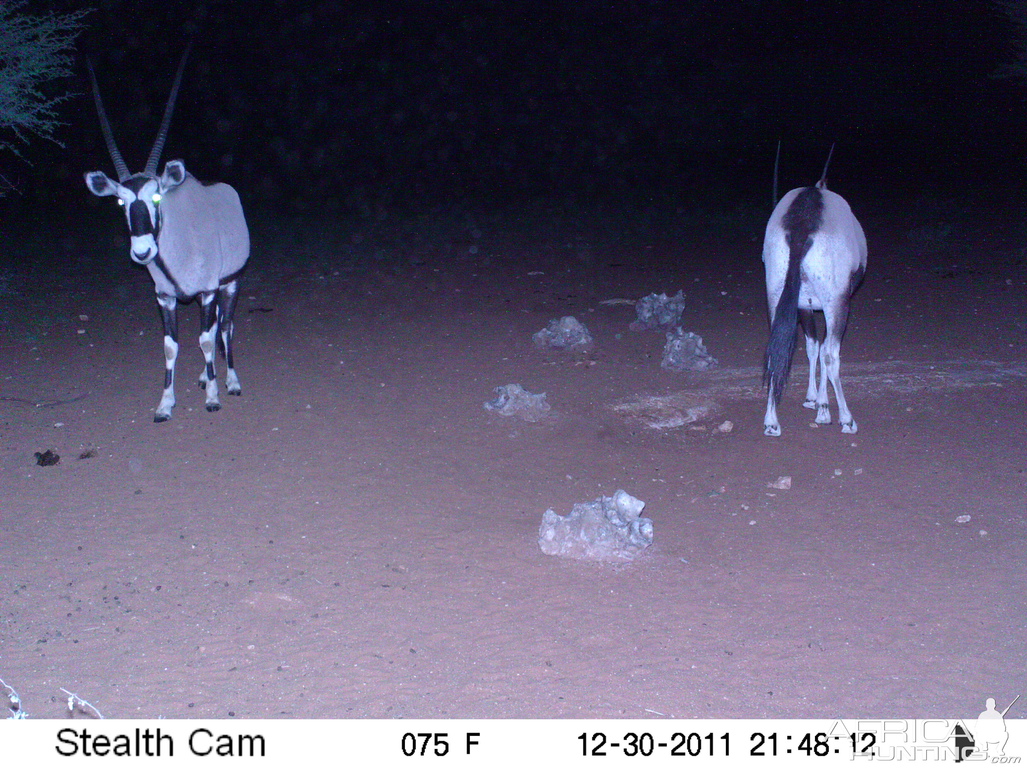 Trail Camera Namibia