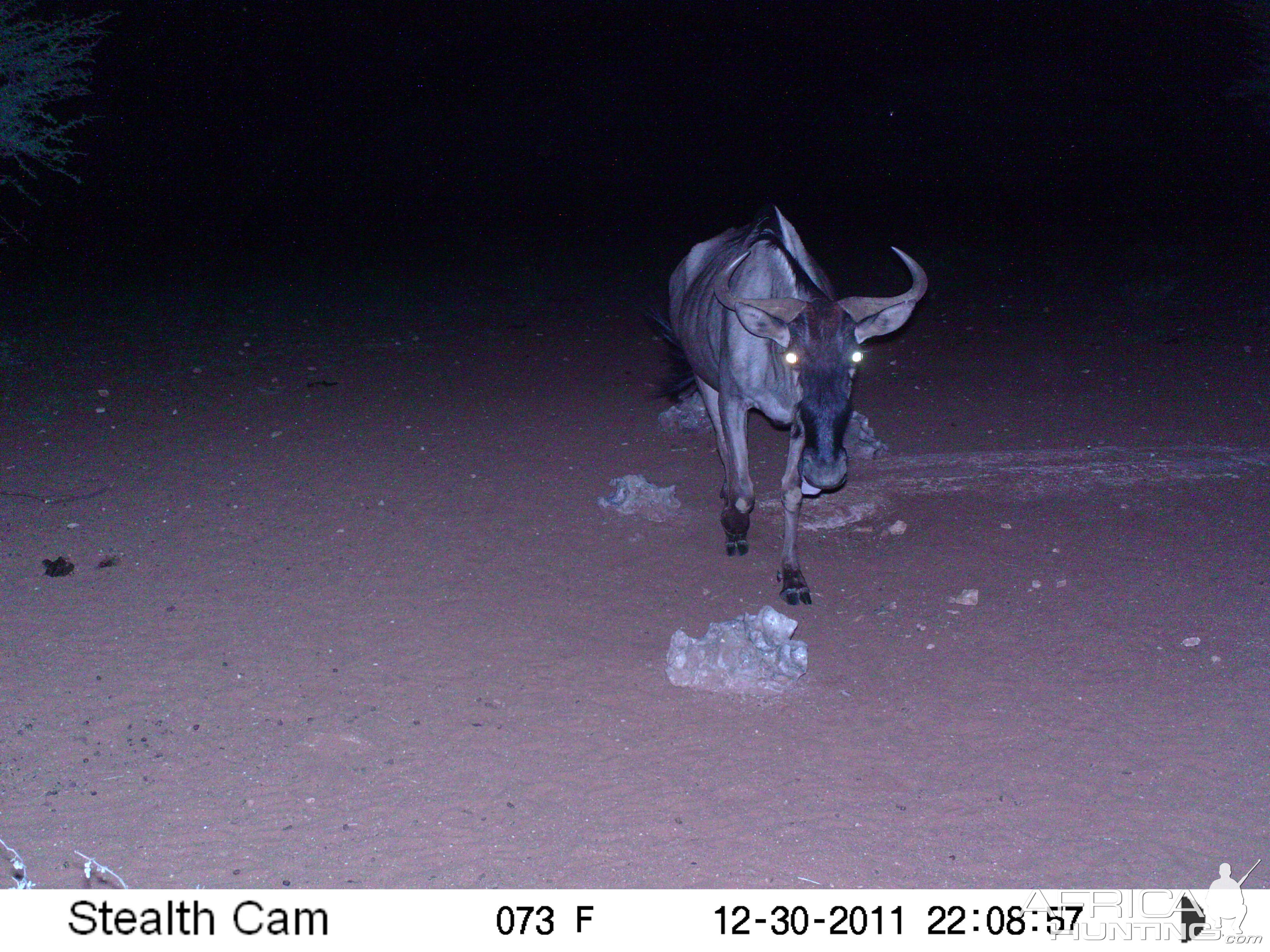 Trail Camera Namibia