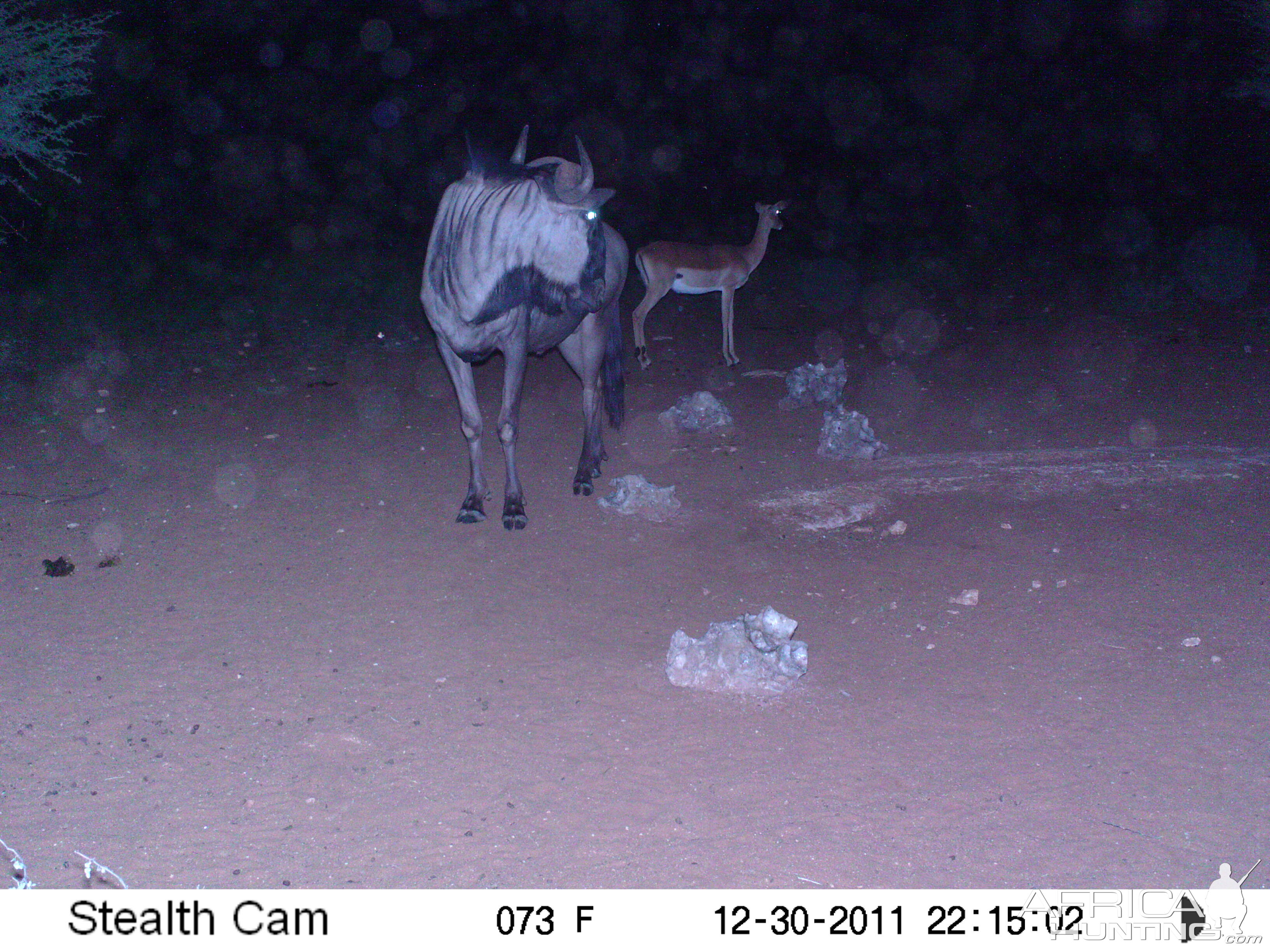 Trail Camera Namibia