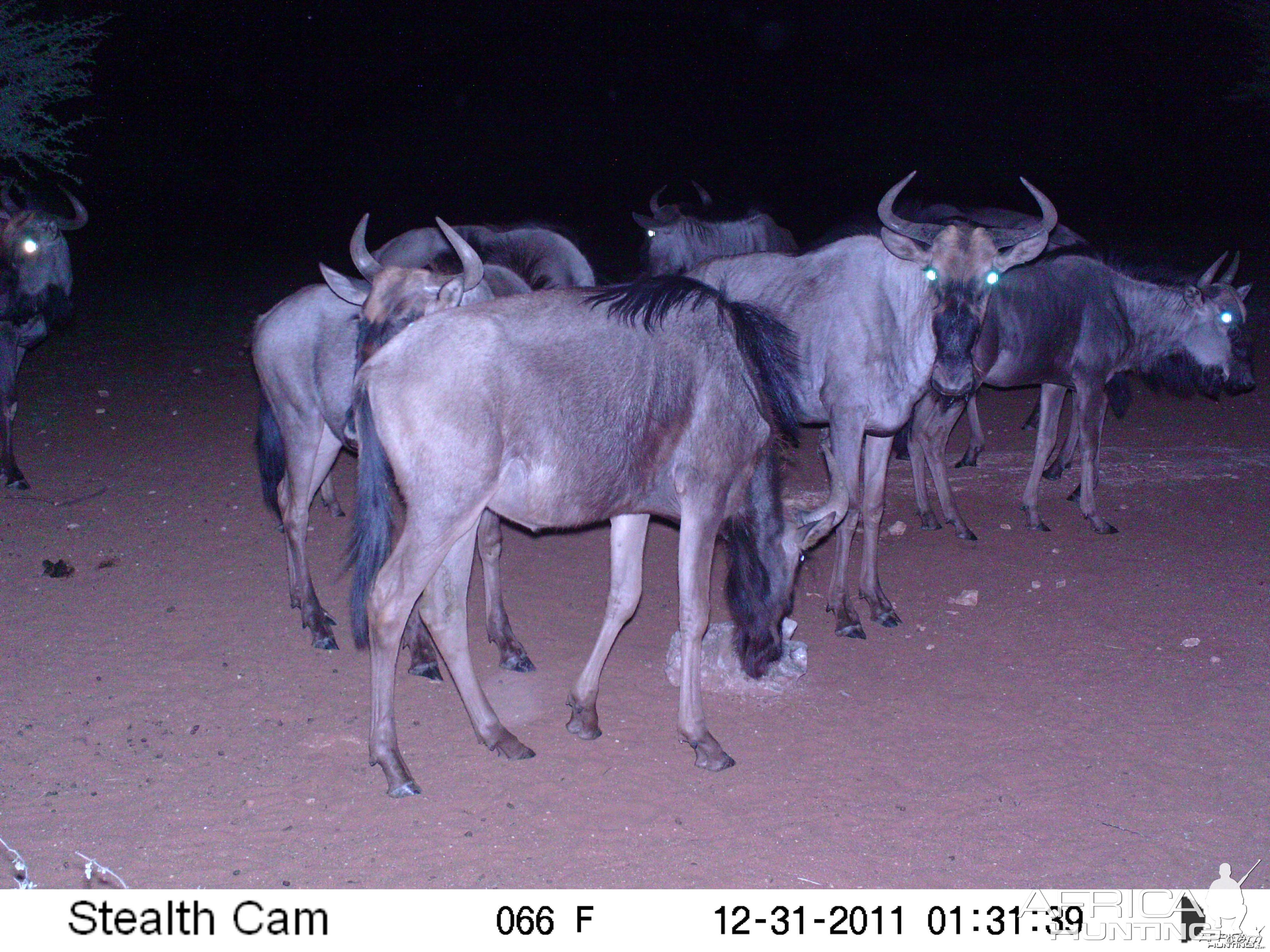 Trail Camera Namibia