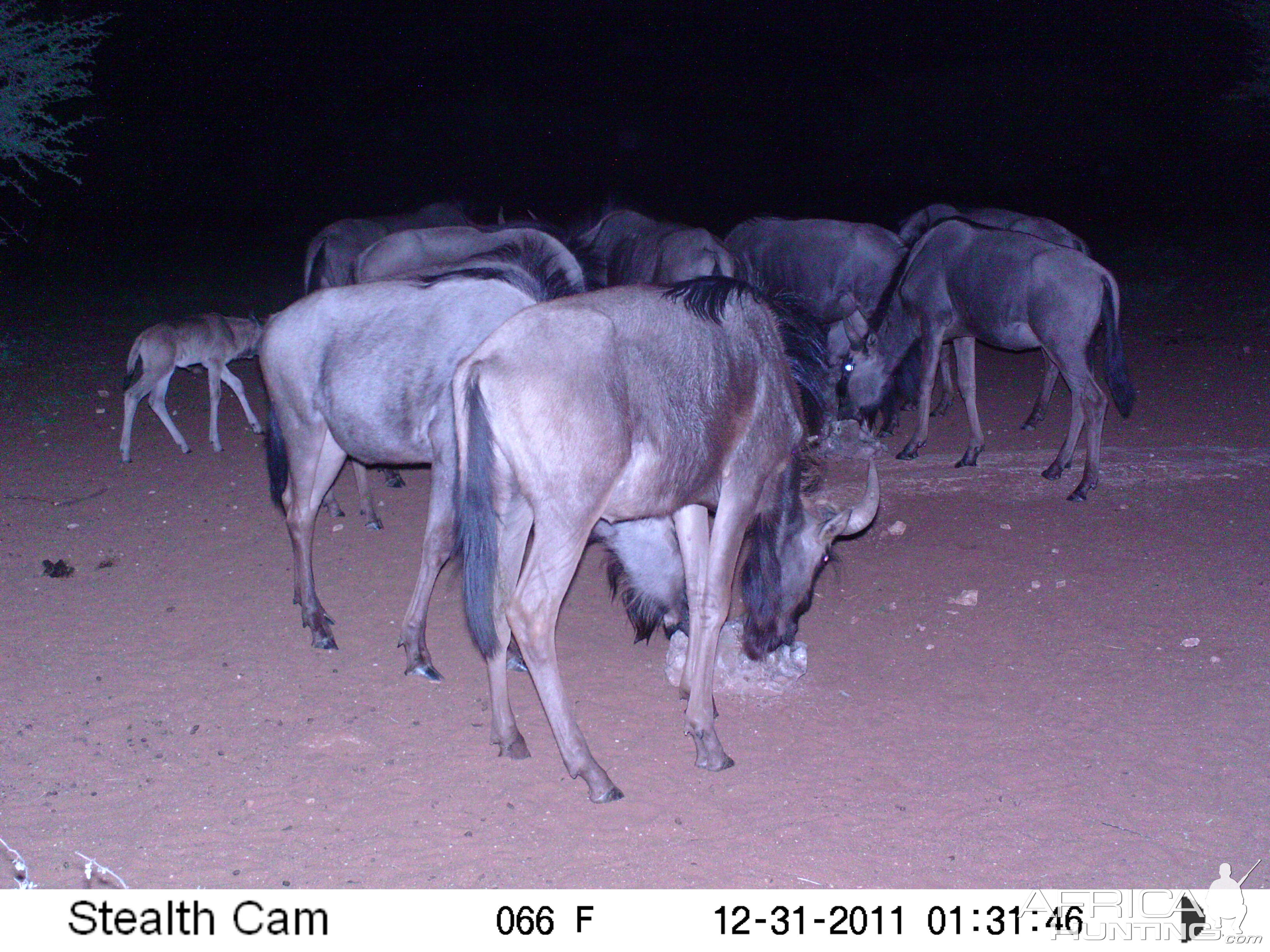 Trail Camera Namibia