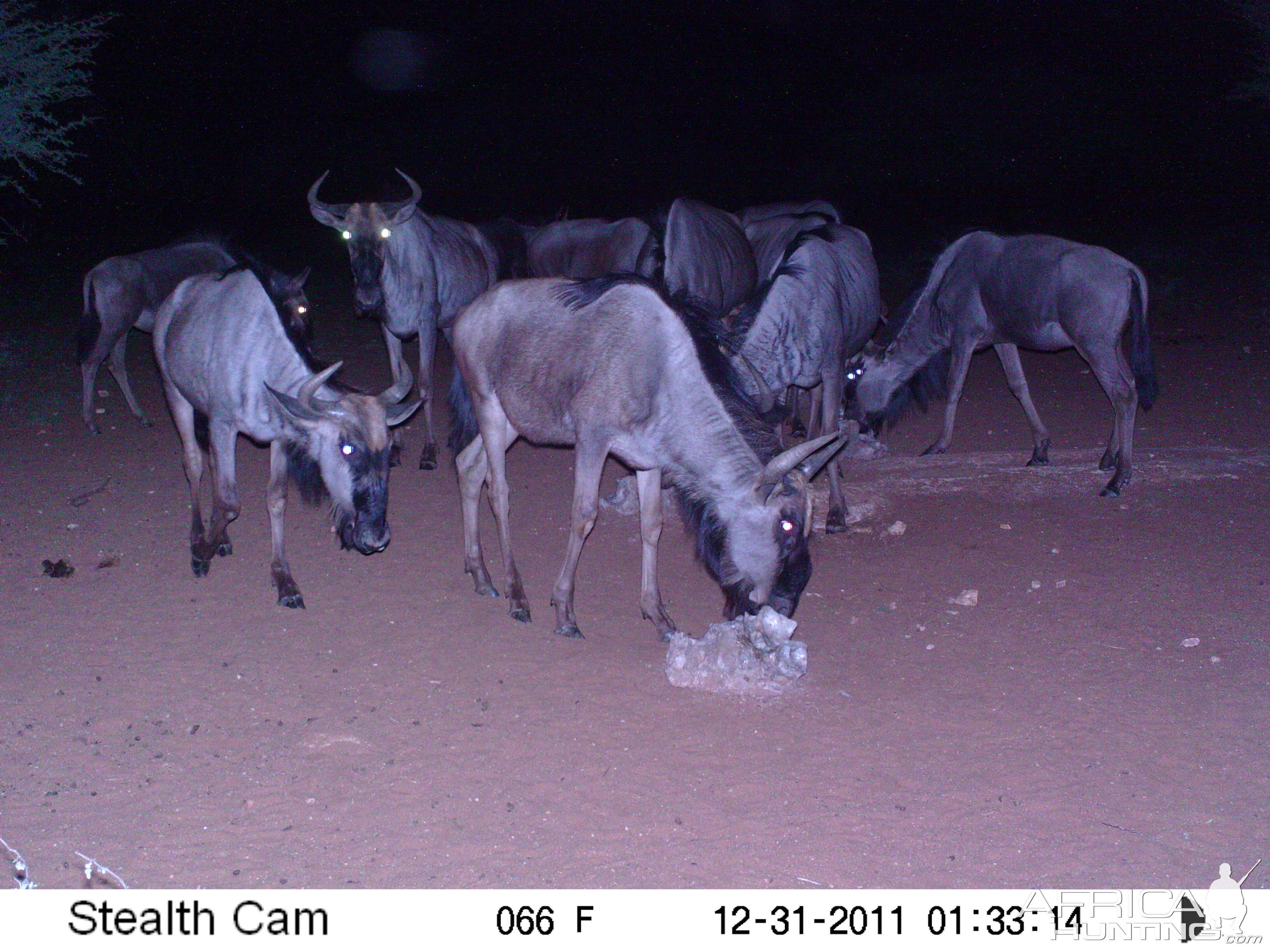 Trail Camera Namibia