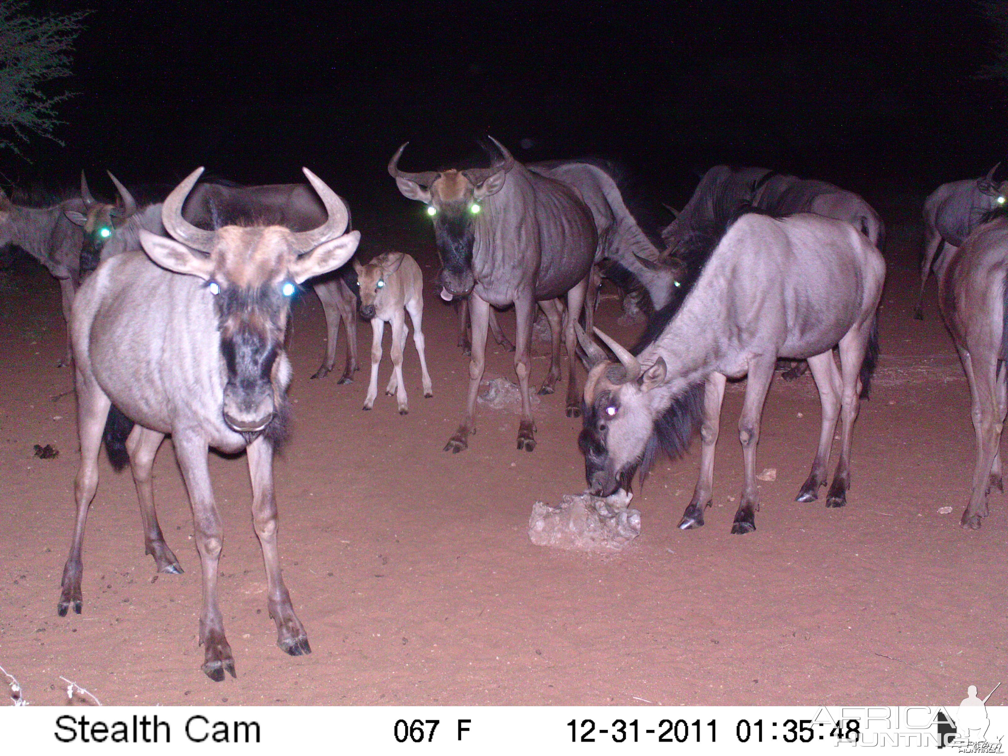 Trail Camera Namibia