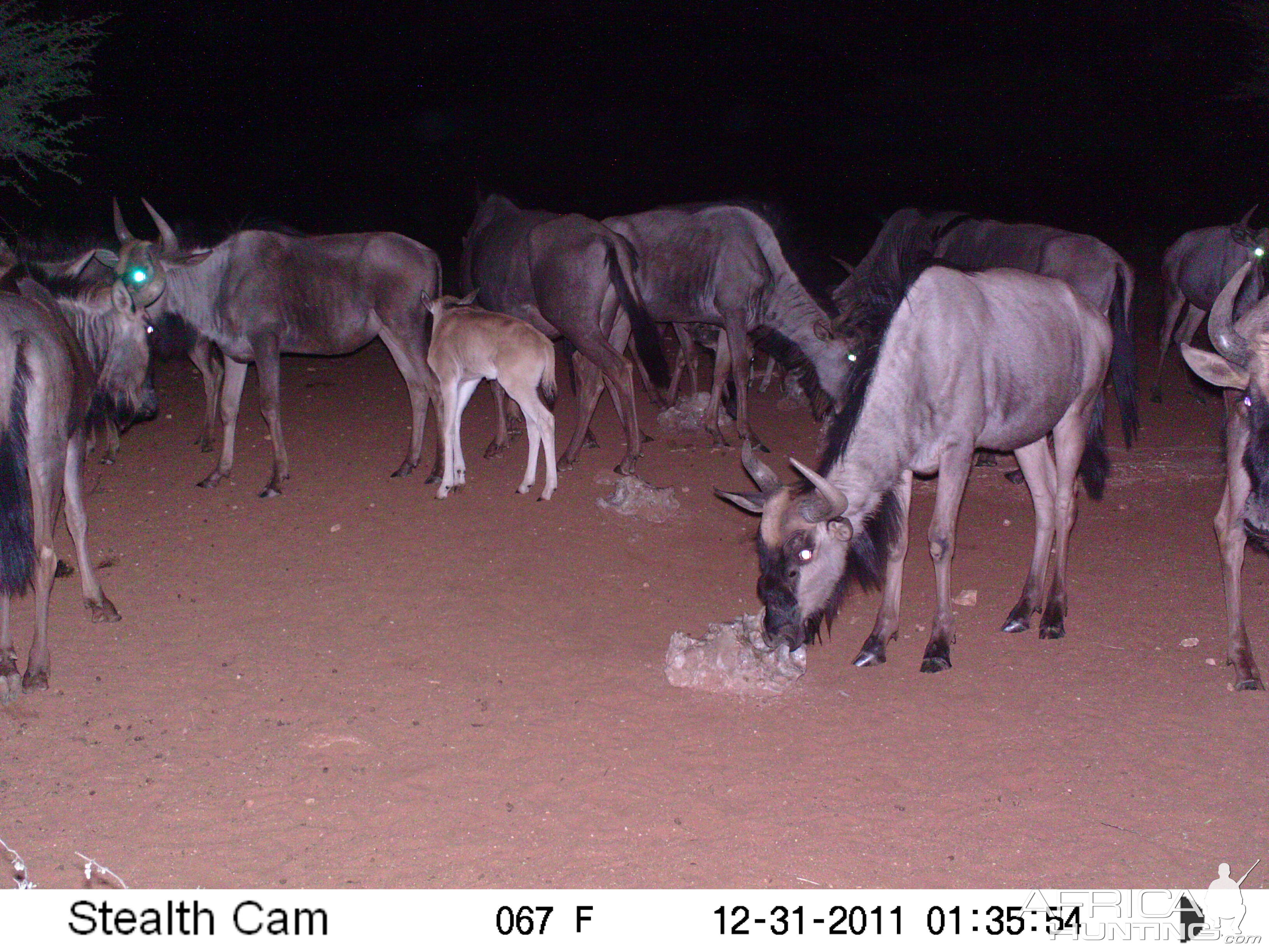 Trail Camera Namibia