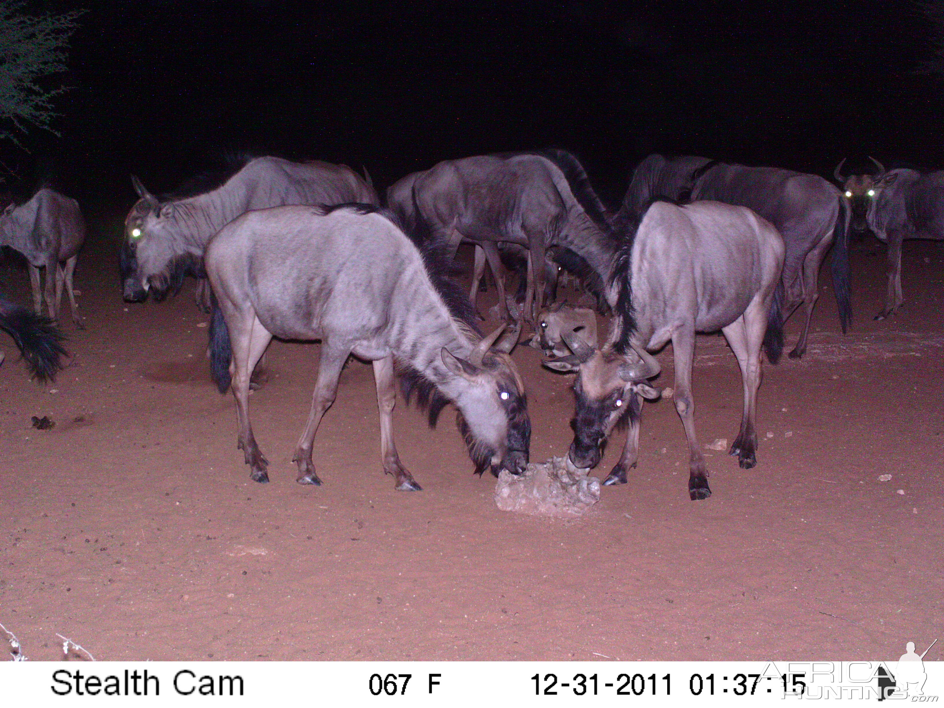 Trail Camera Namibia