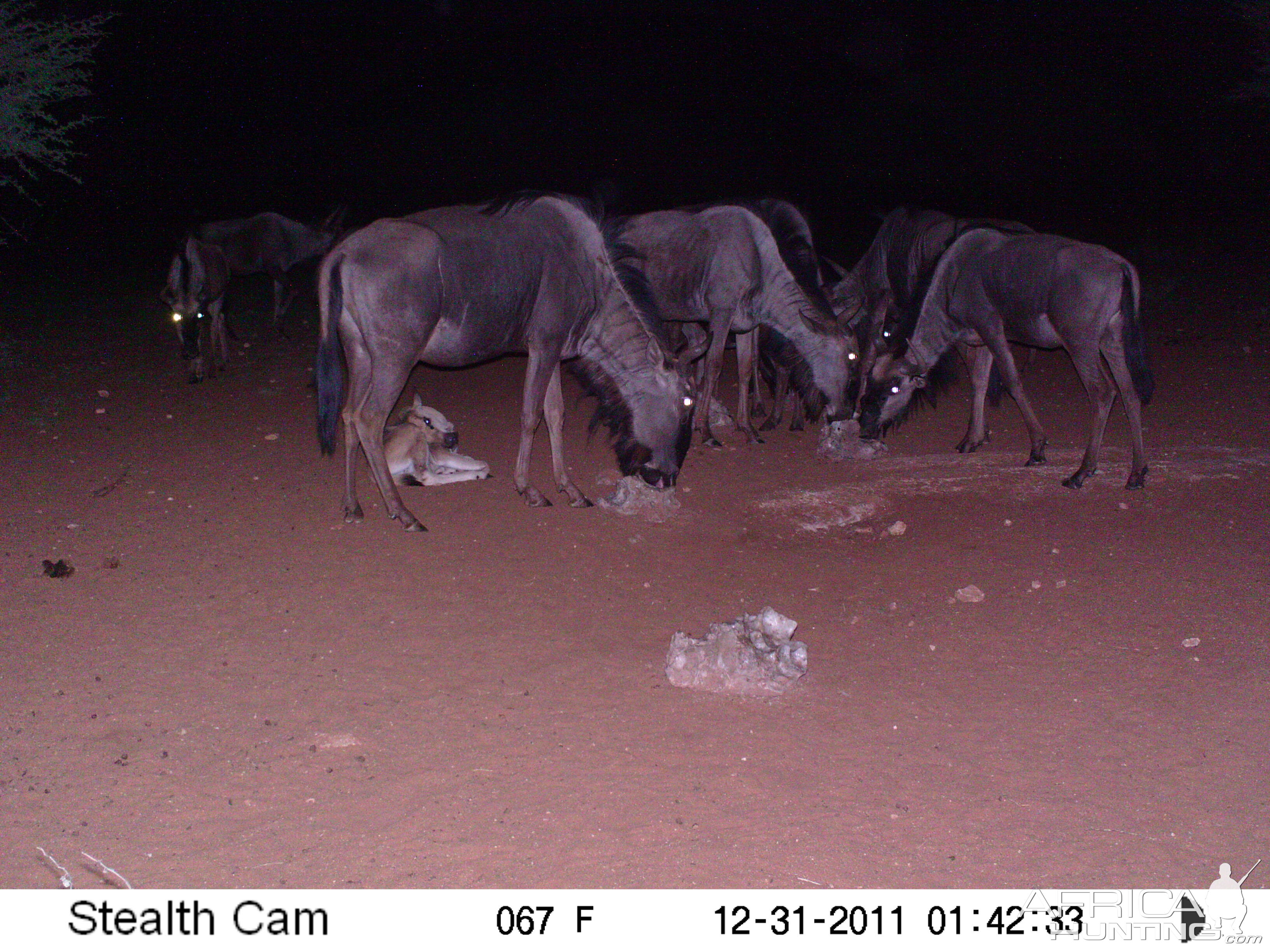 Trail Camera Namibia