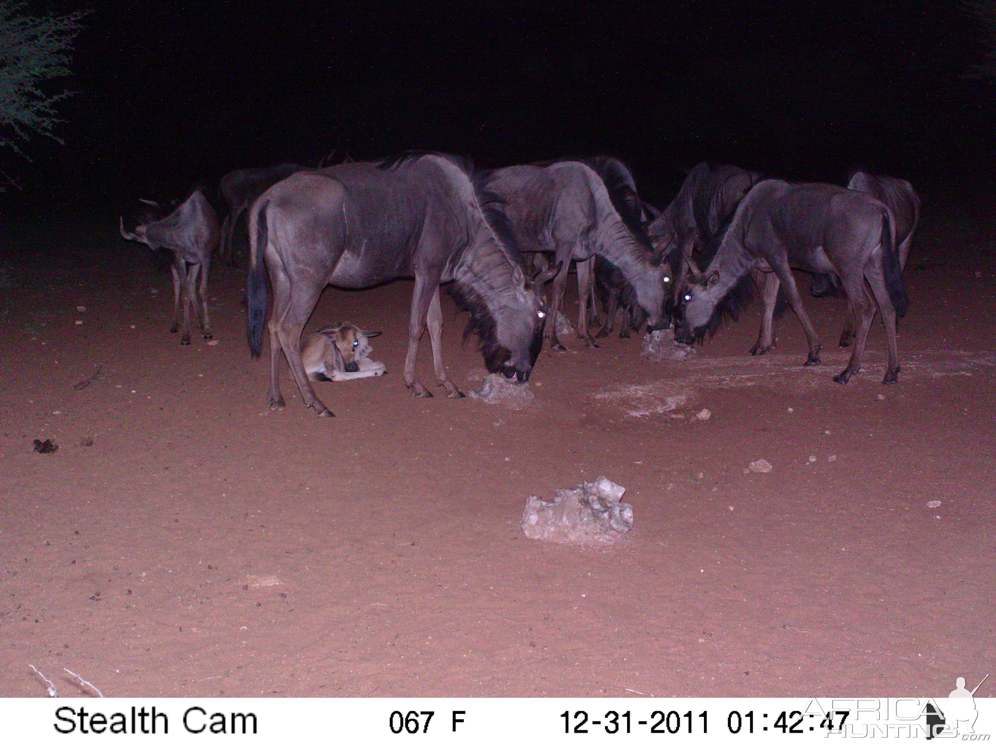 Trail Camera Namibia