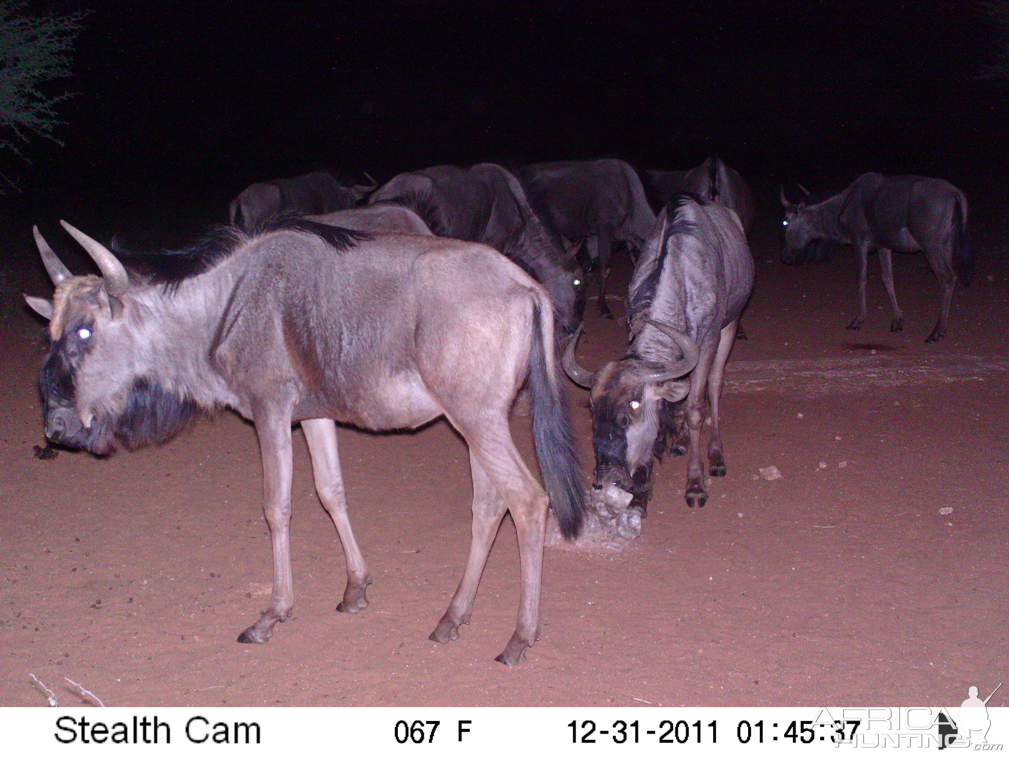 Trail Camera Namibia