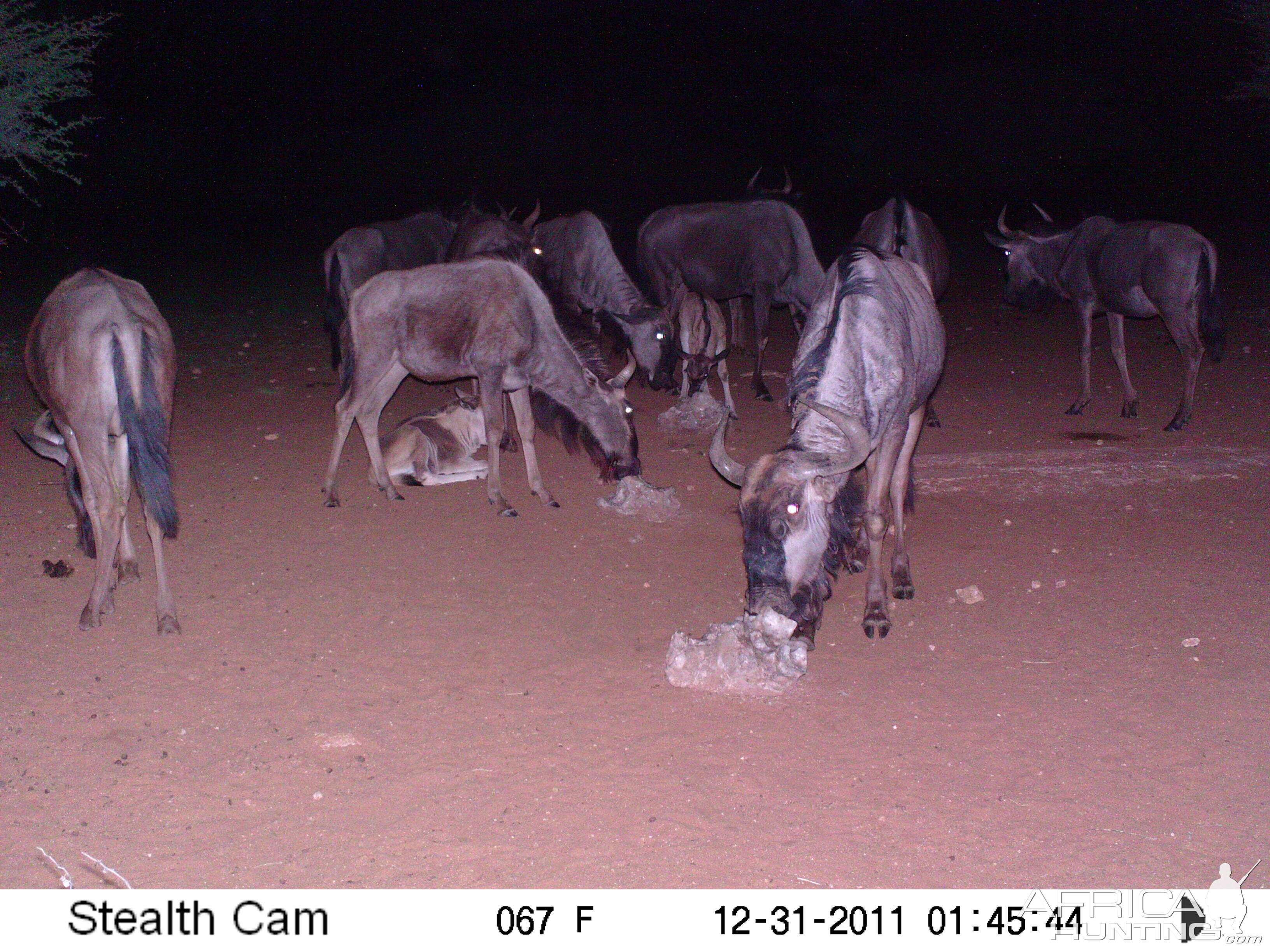 Trail Camera Namibia