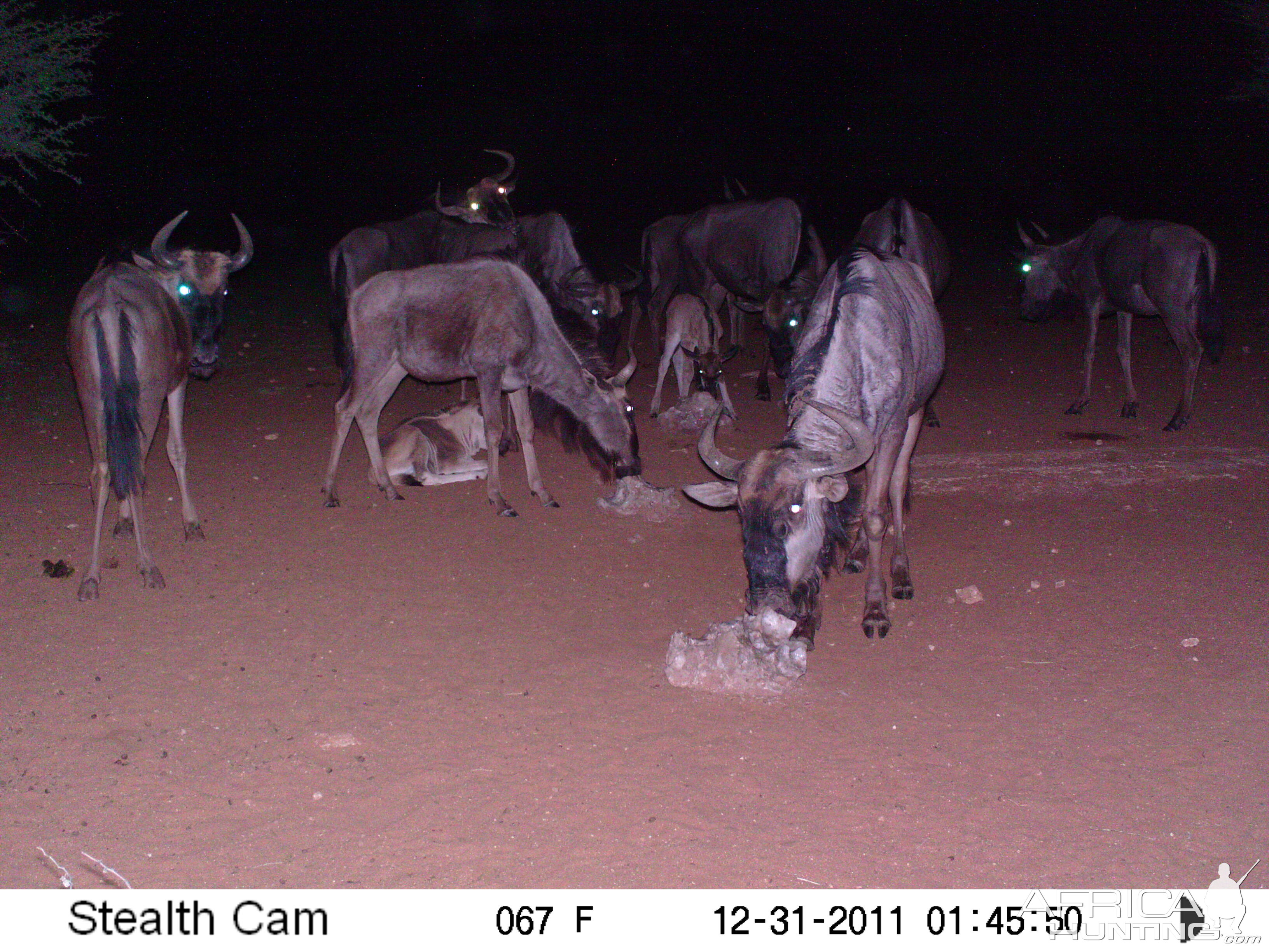 Trail Camera Namibia