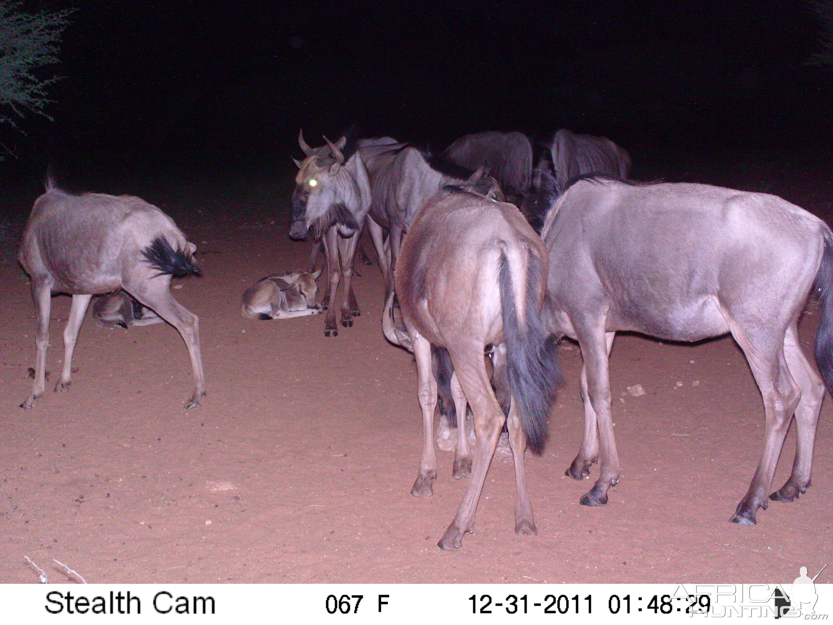 Trail Camera Namibia