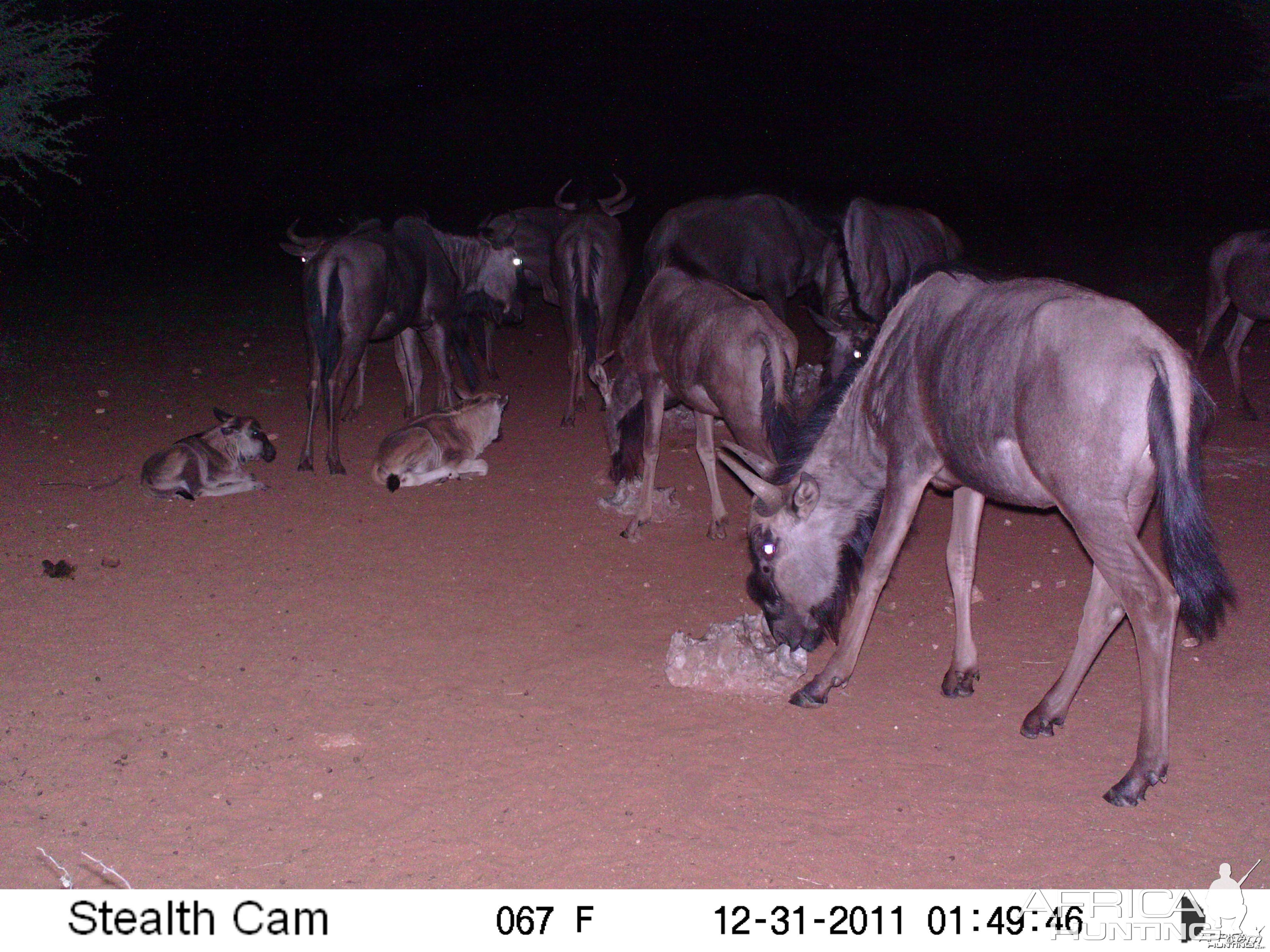 Trail Camera Namibia