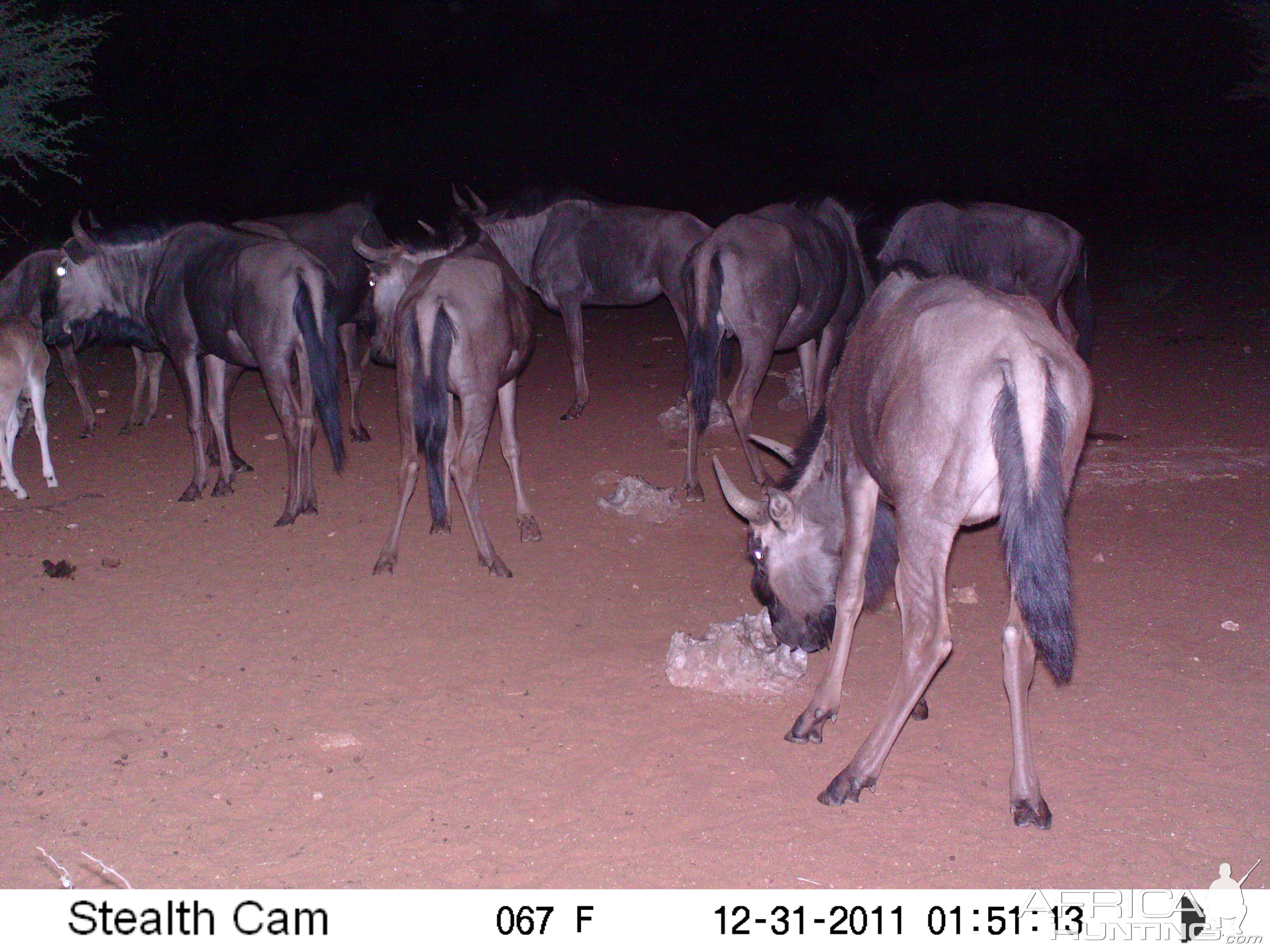 Trail Camera Namibia