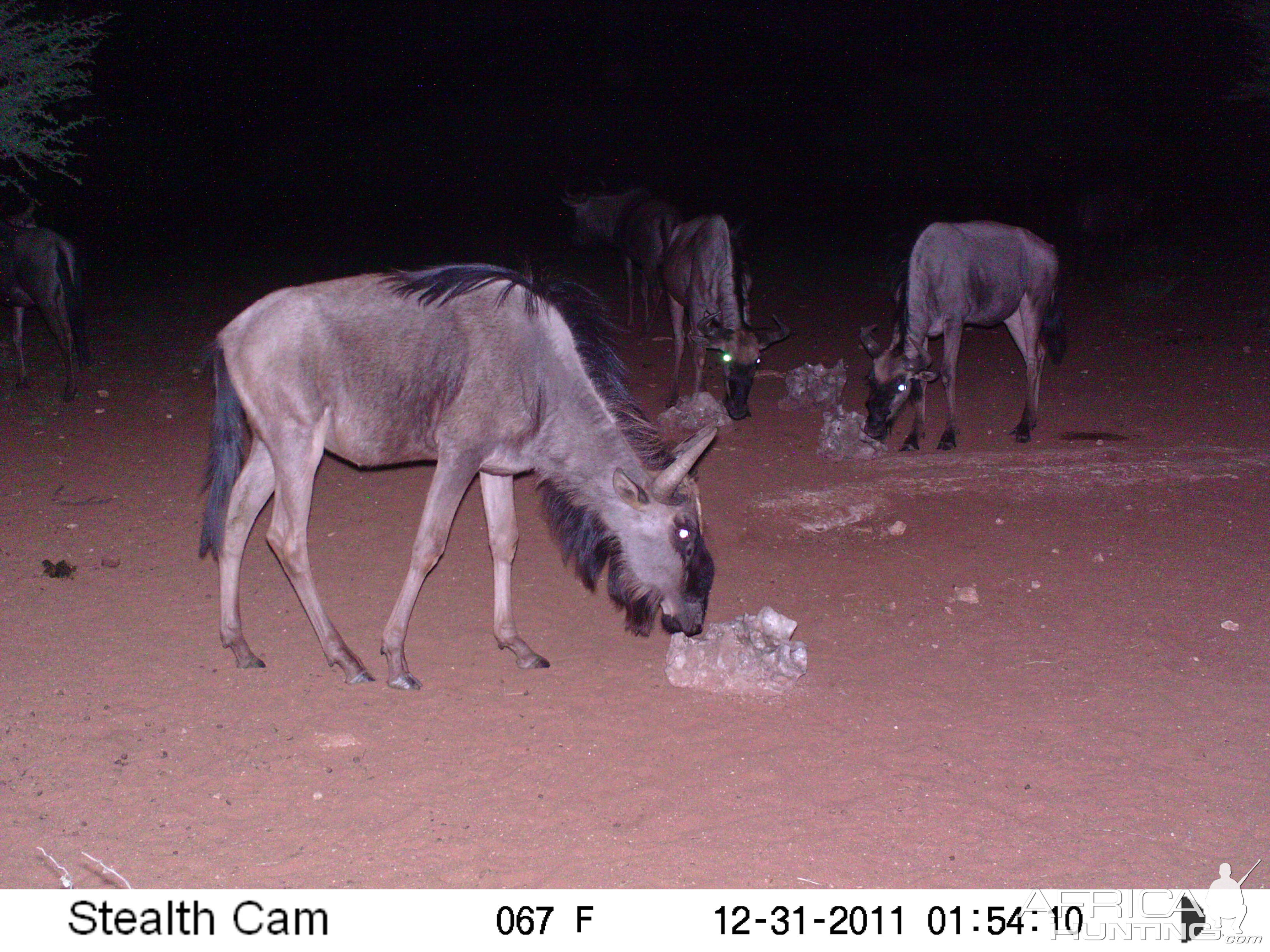 Trail Camera Namibia