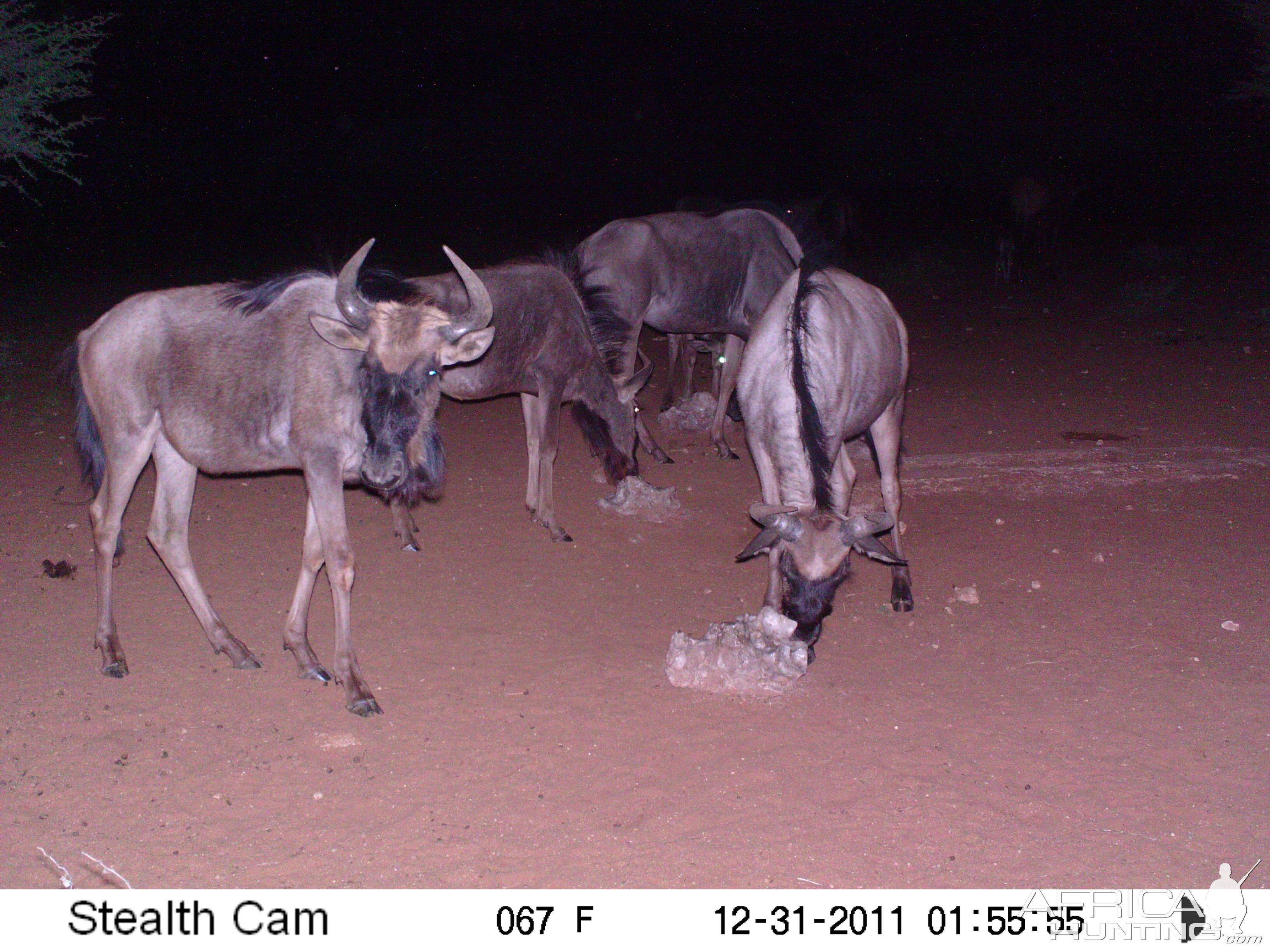 Trail Camera Namibia