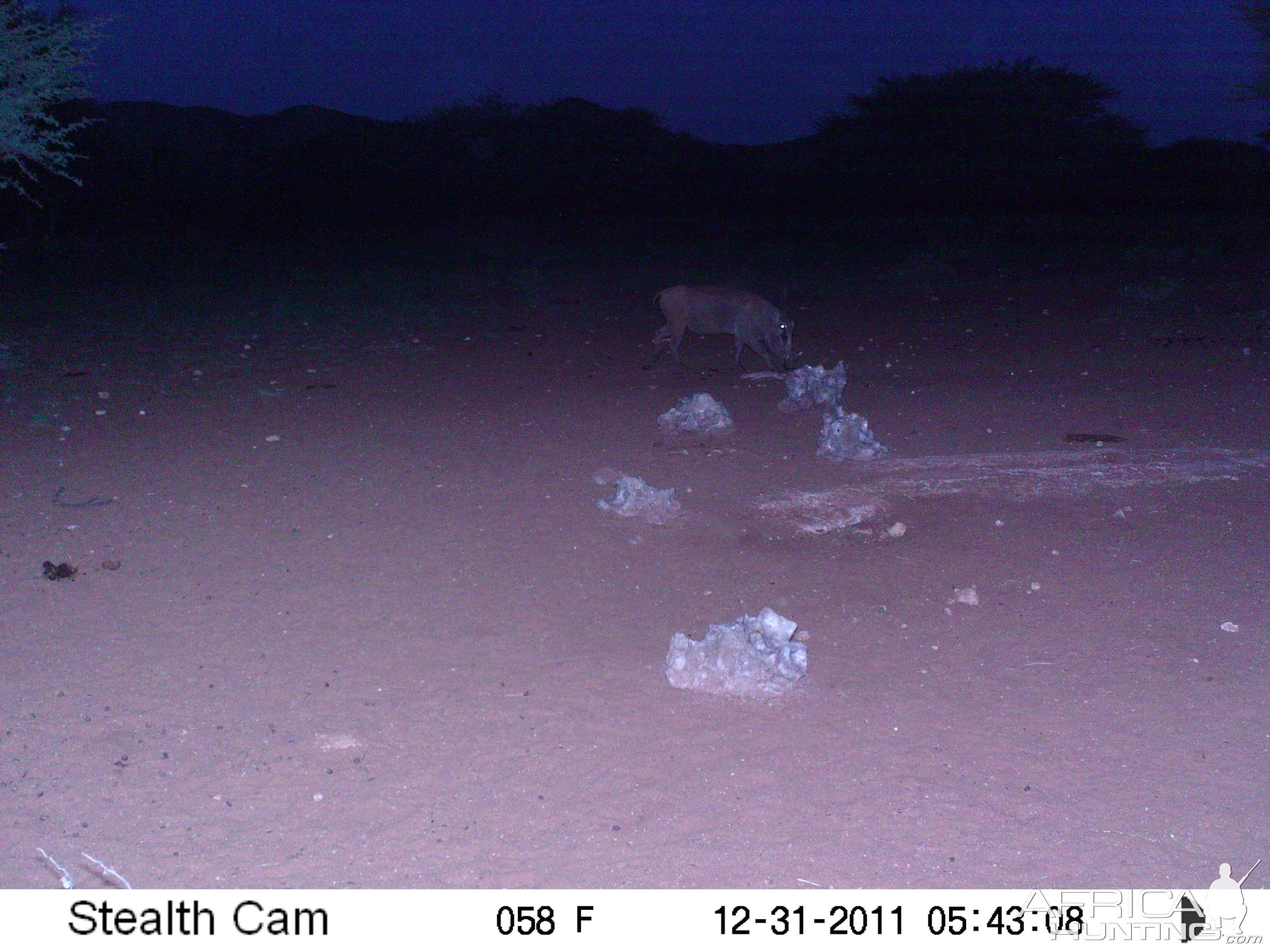 Trail Camera Namibia