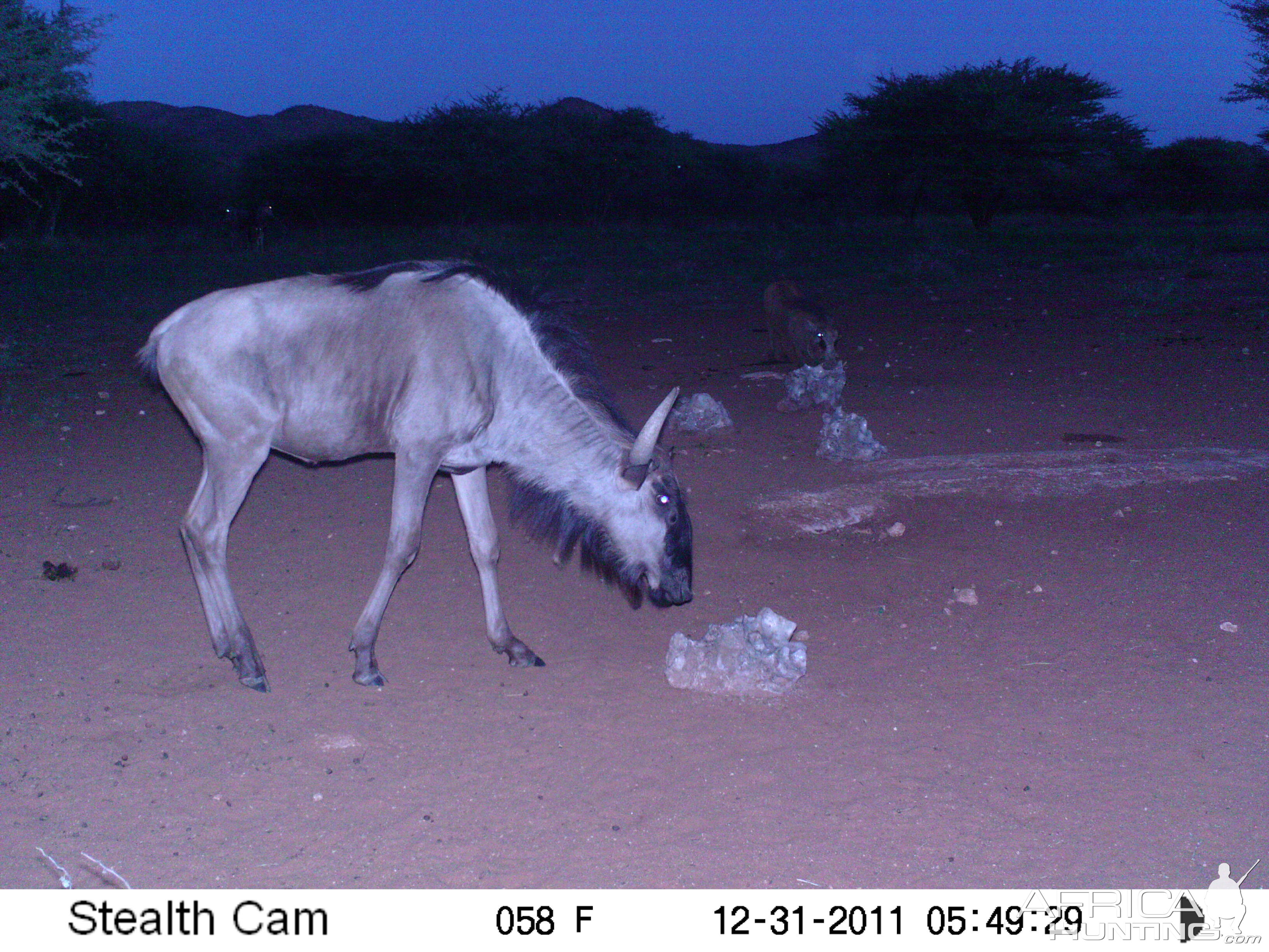 Trail Camera Namibia