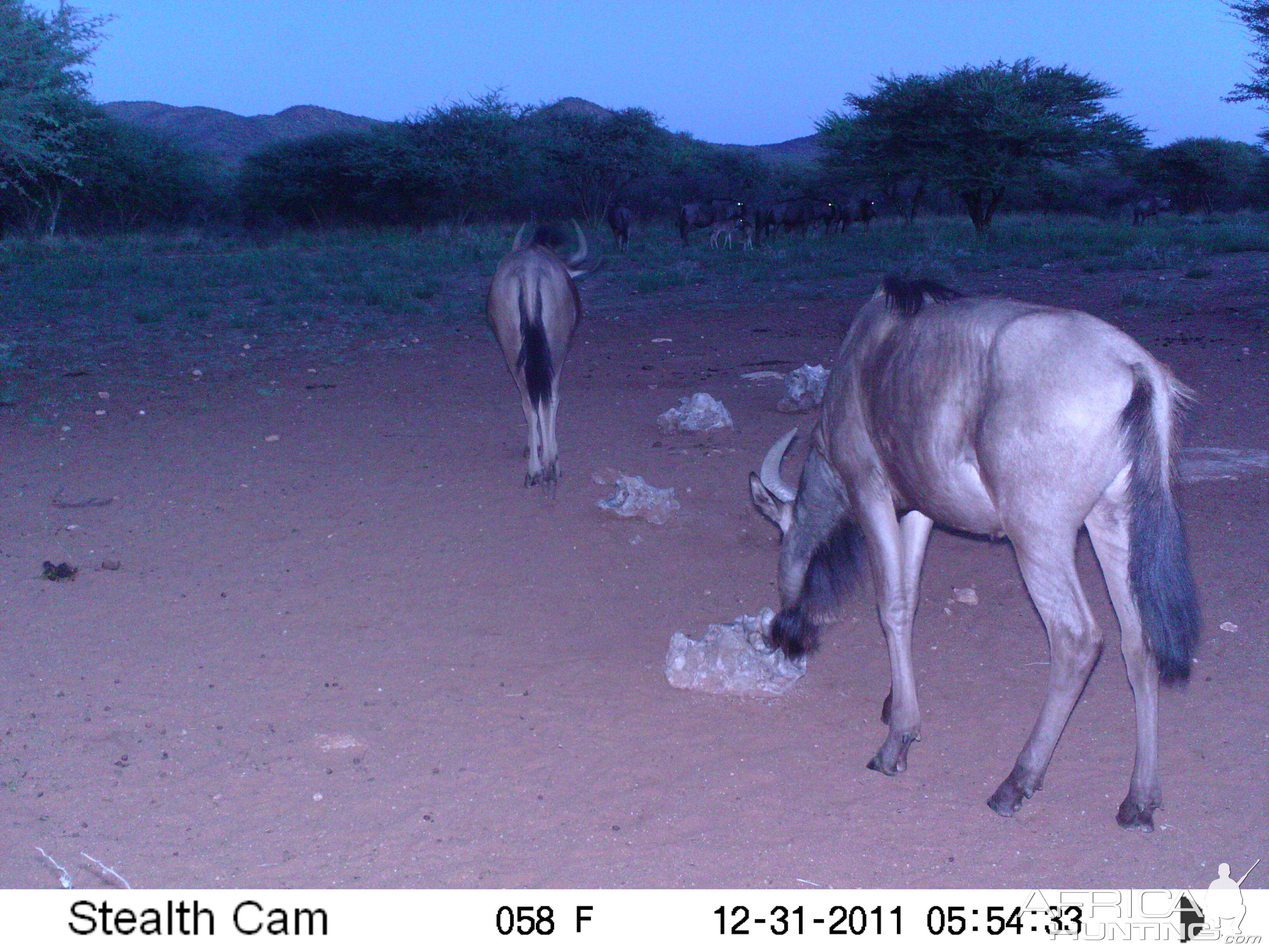 Trail Camera Namibia