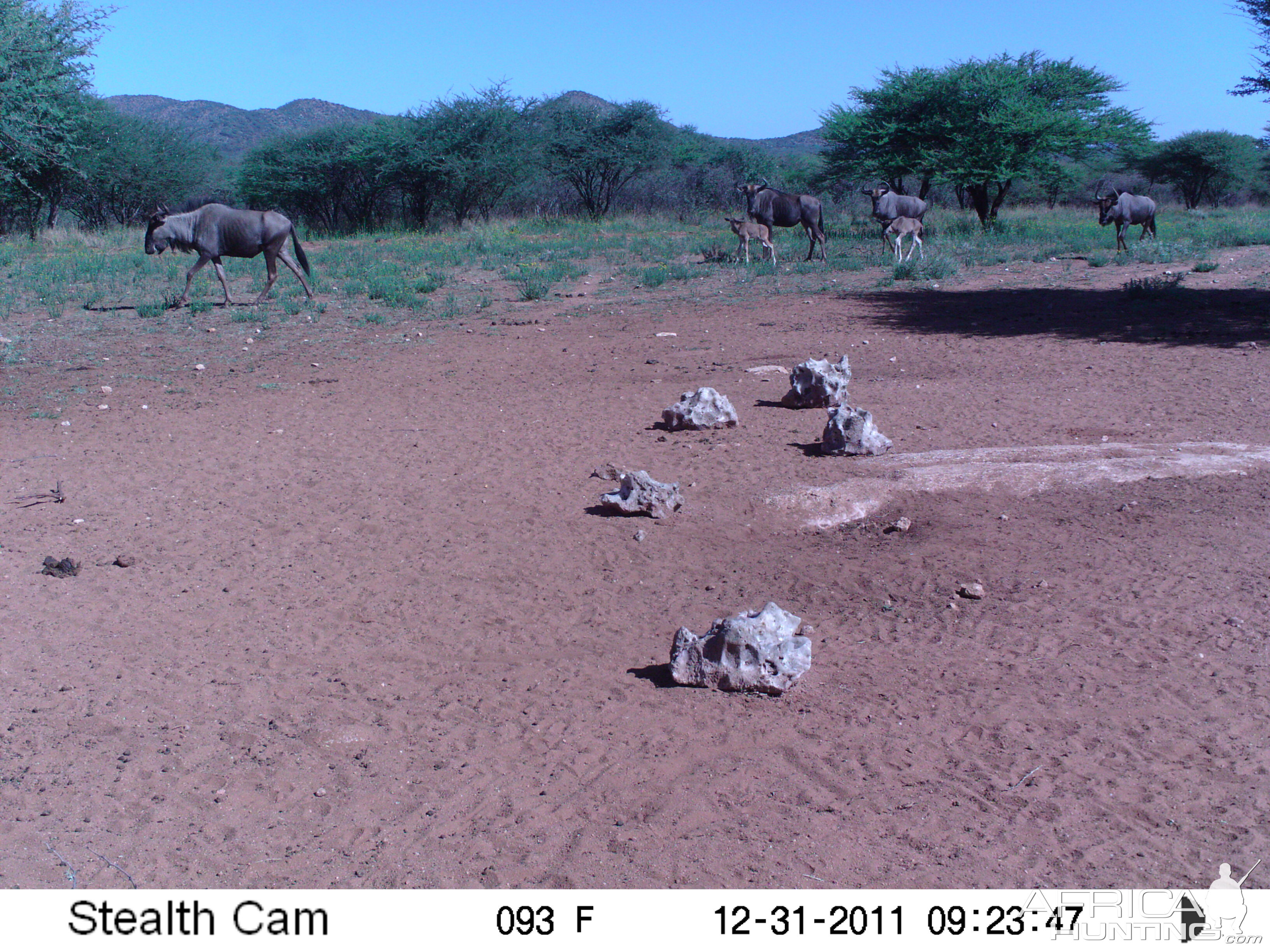 Trail Camera Namibia