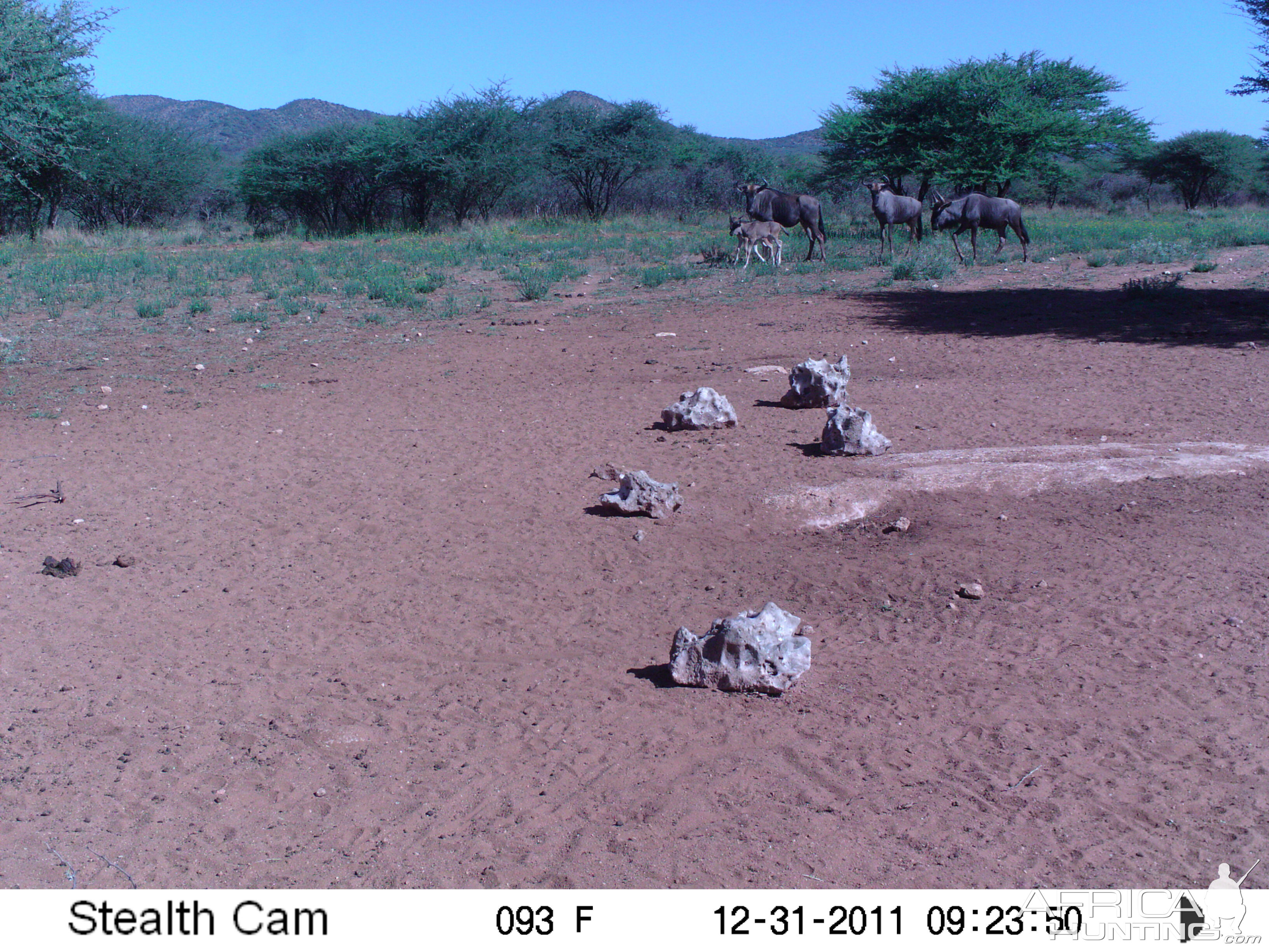 Trail Camera Namibia