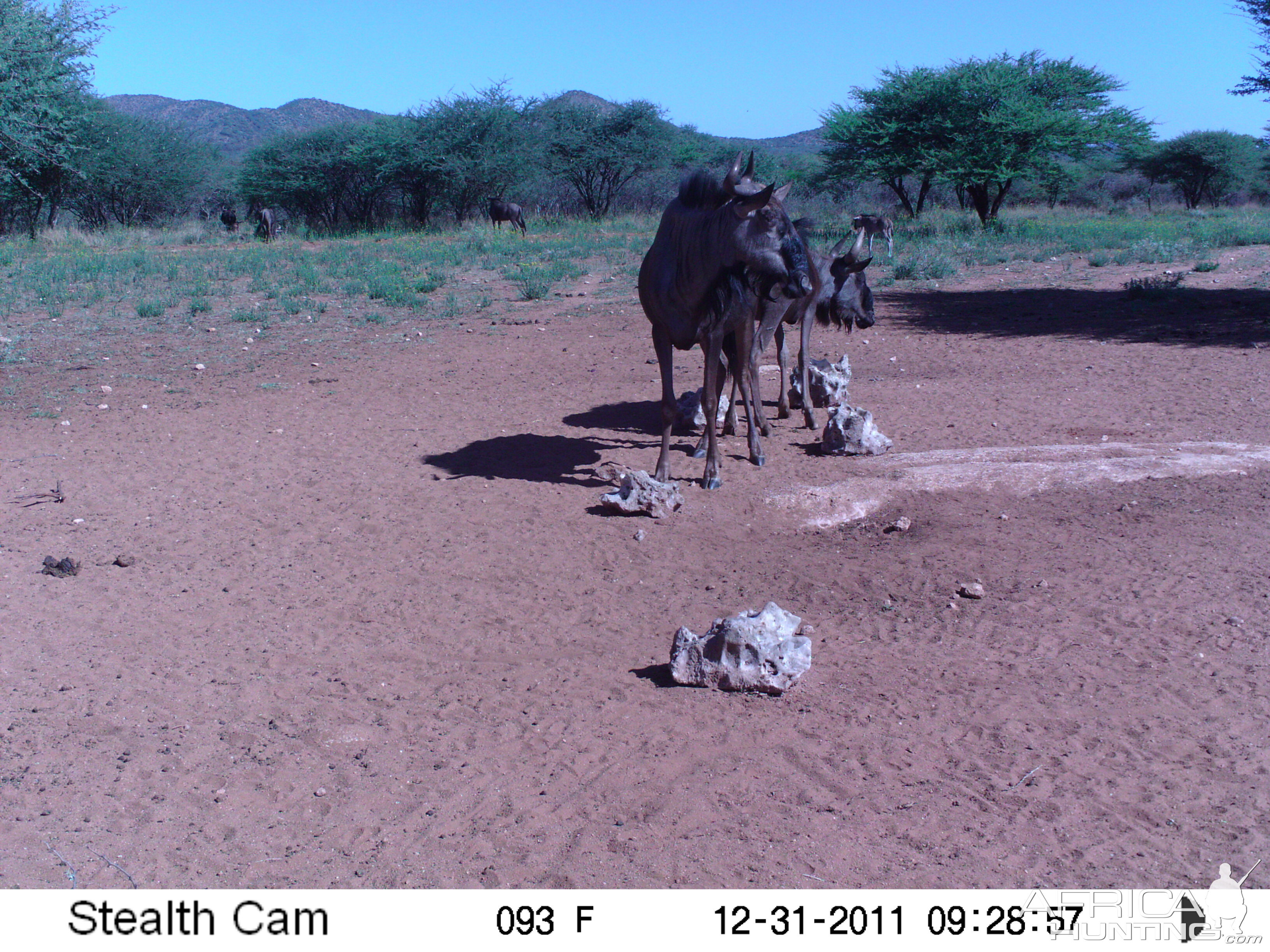 Trail Camera Namibia