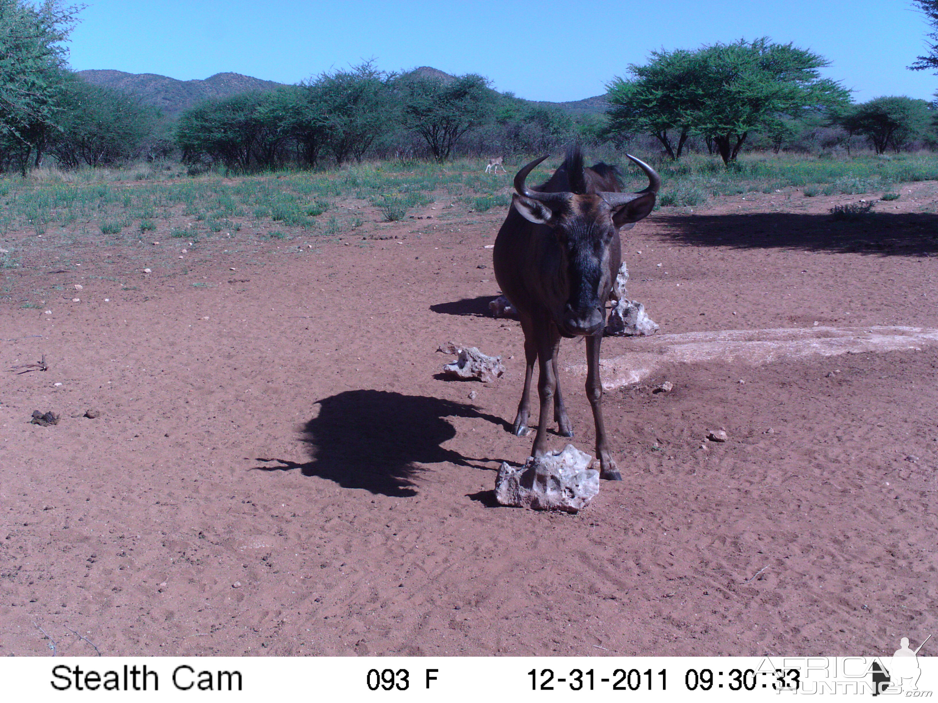 Trail Camera Namibia