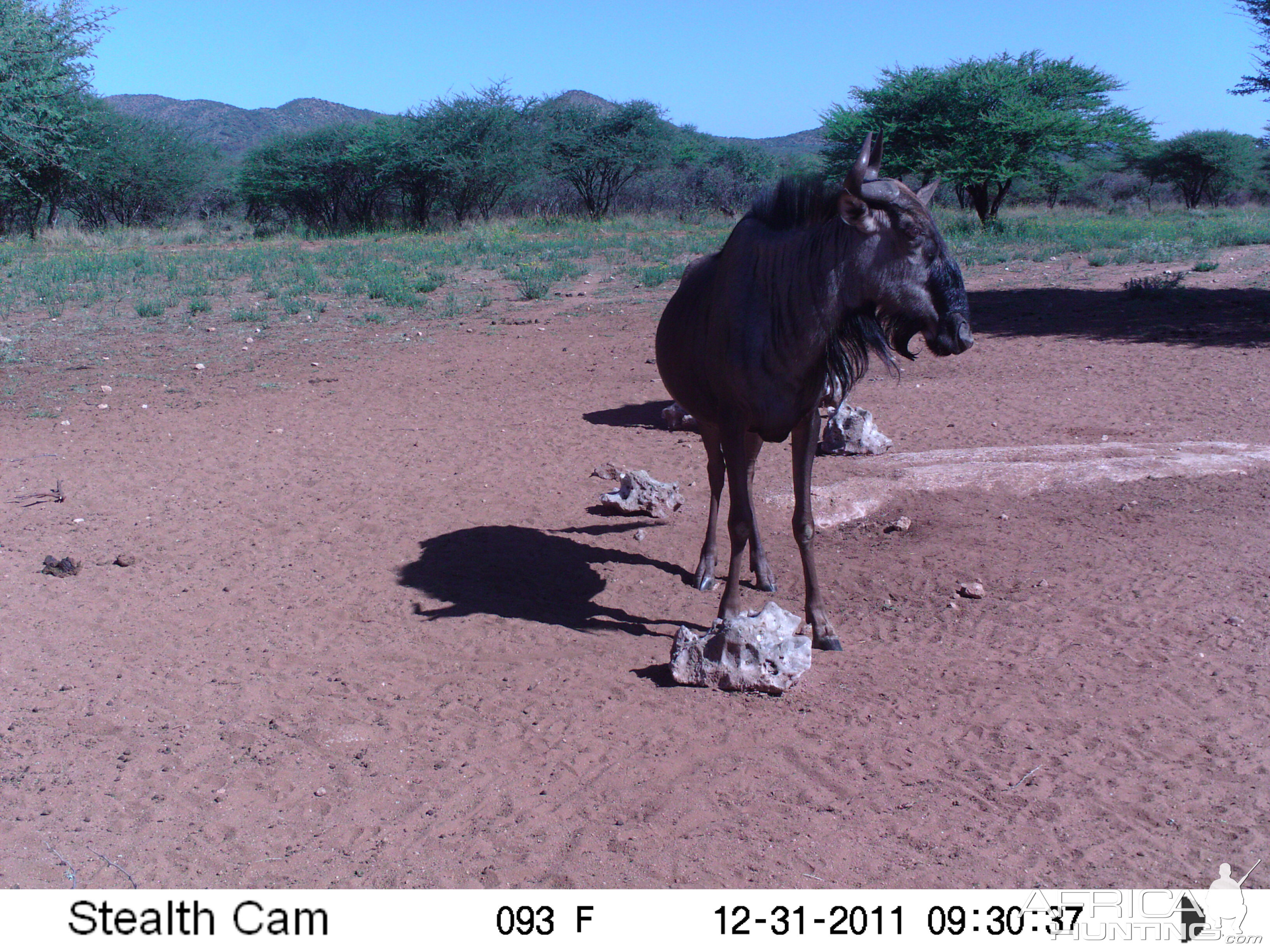 Trail Camera Namibia