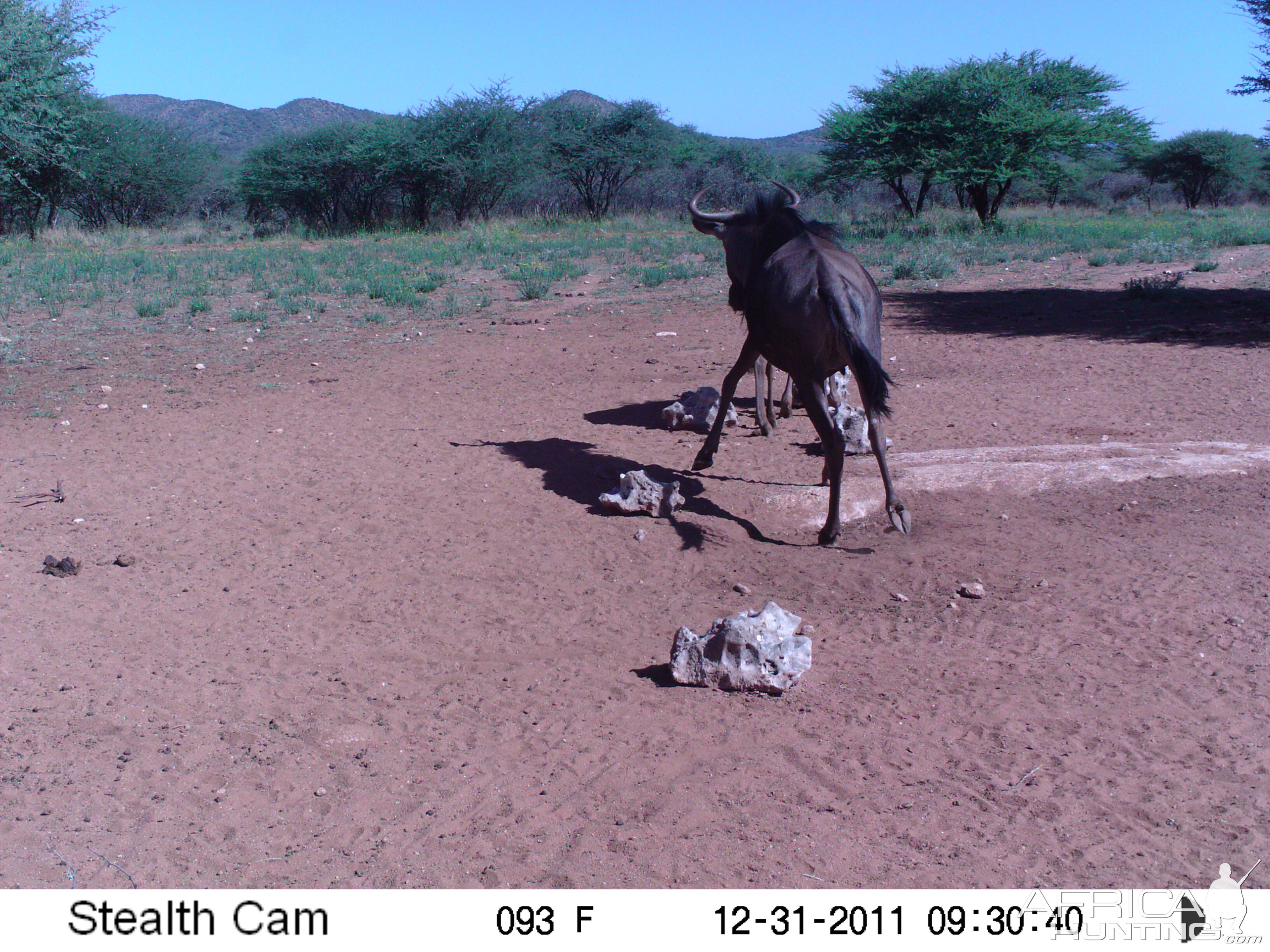 Trail Camera Namibia