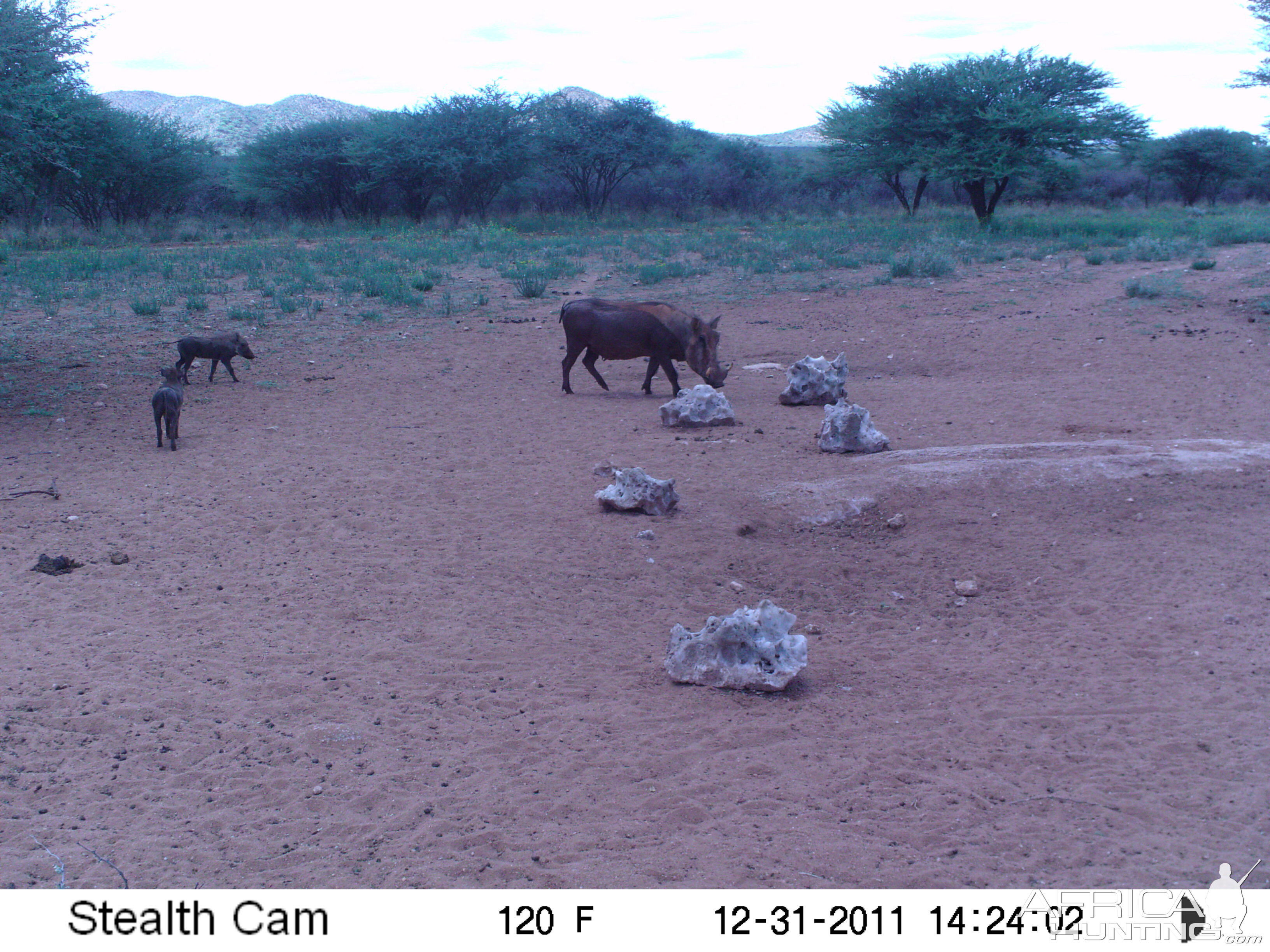 Trail Camera Namibia