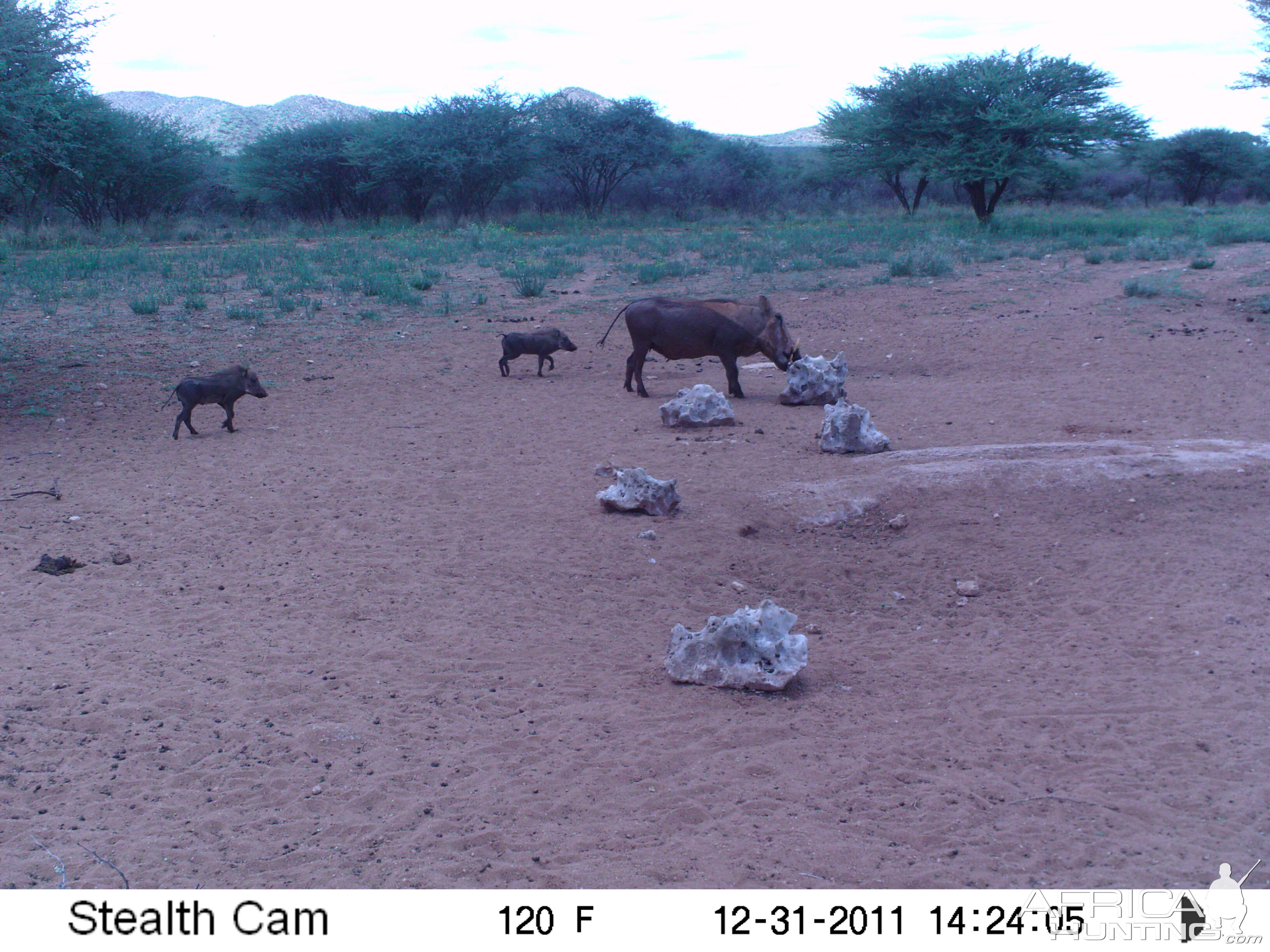 Trail Camera Namibia