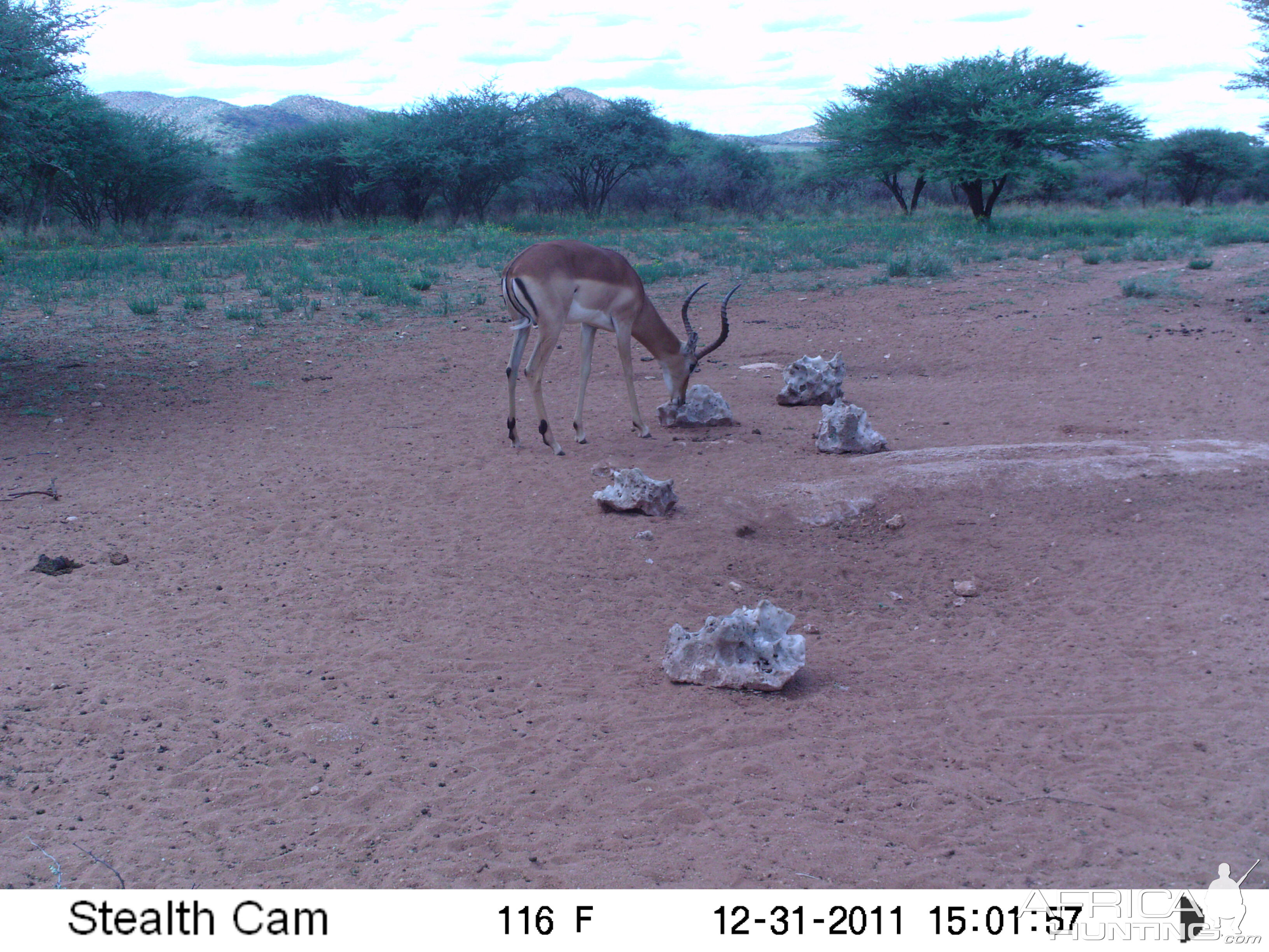 Trail Camera Namibia