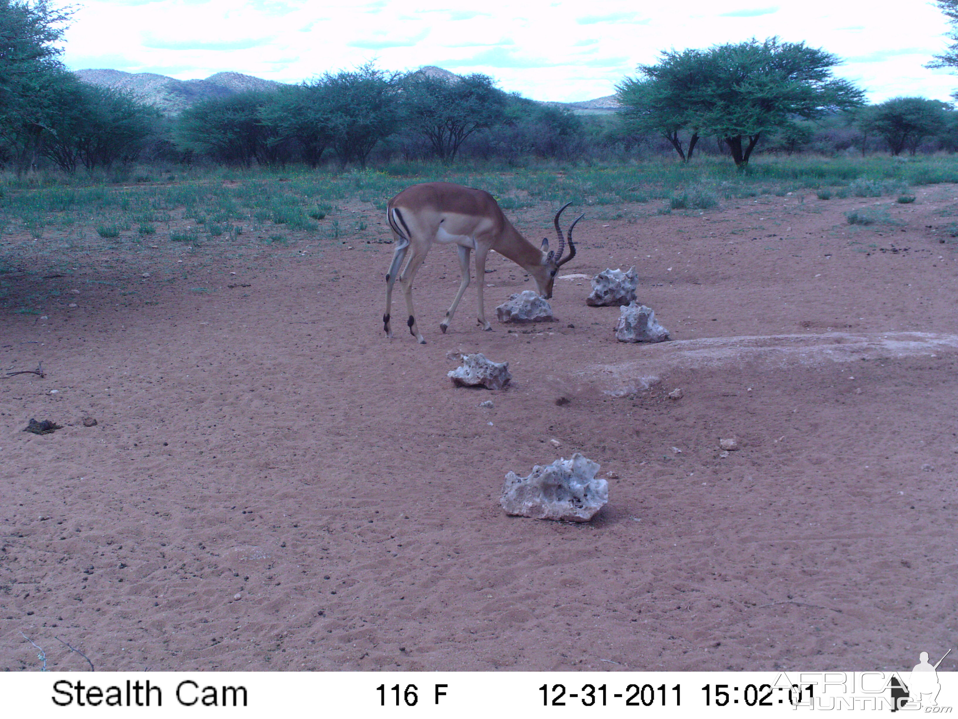 Trail Camera Namibia