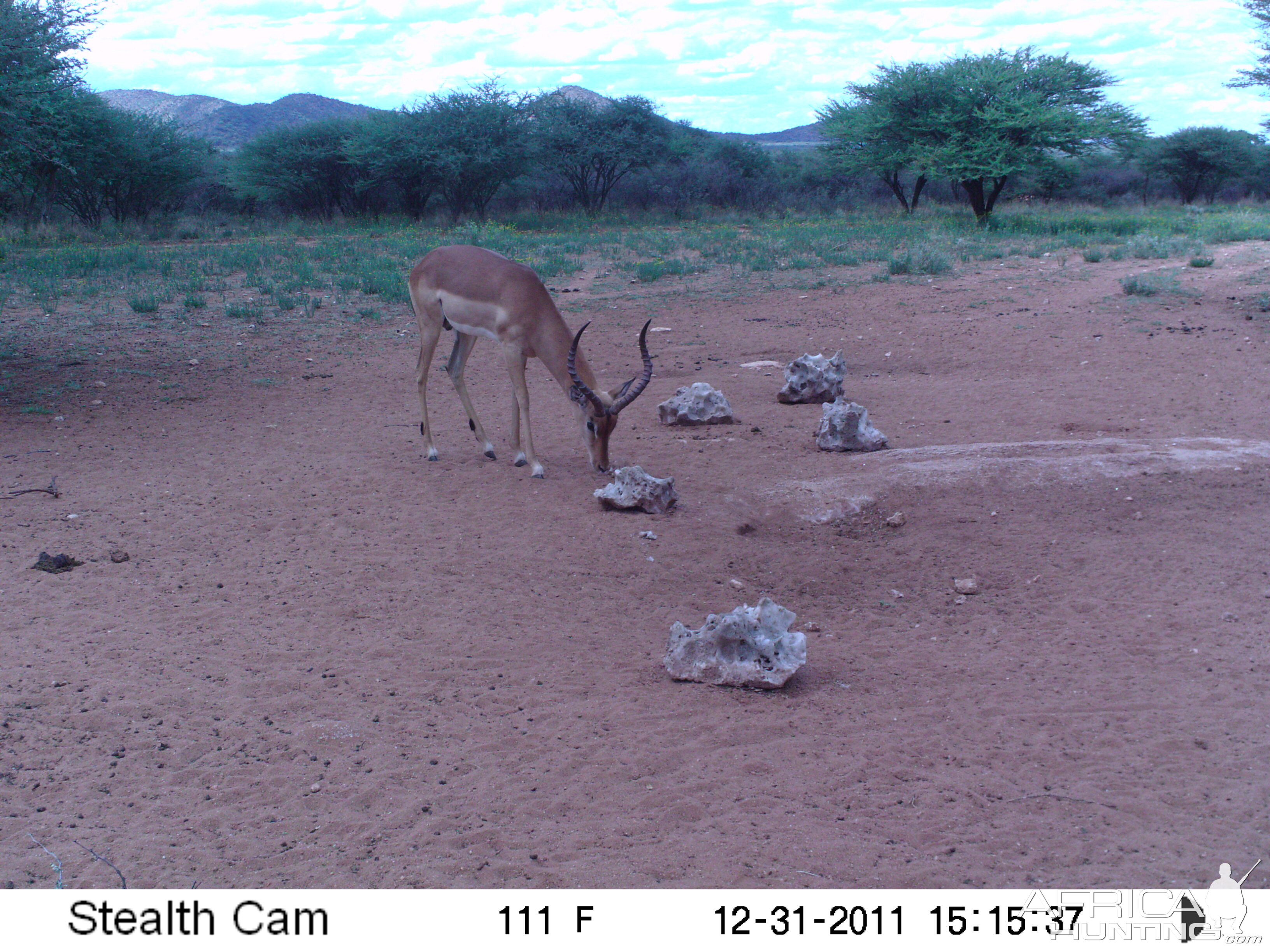 Trail Camera Namibia