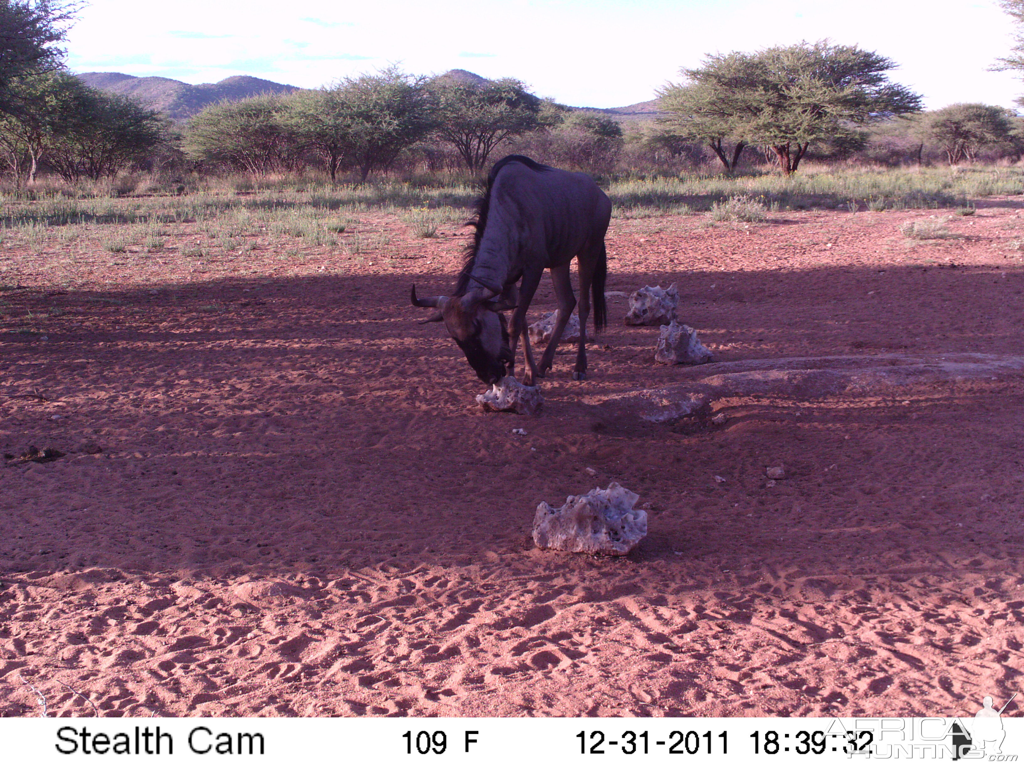 Trail Camera Namibia