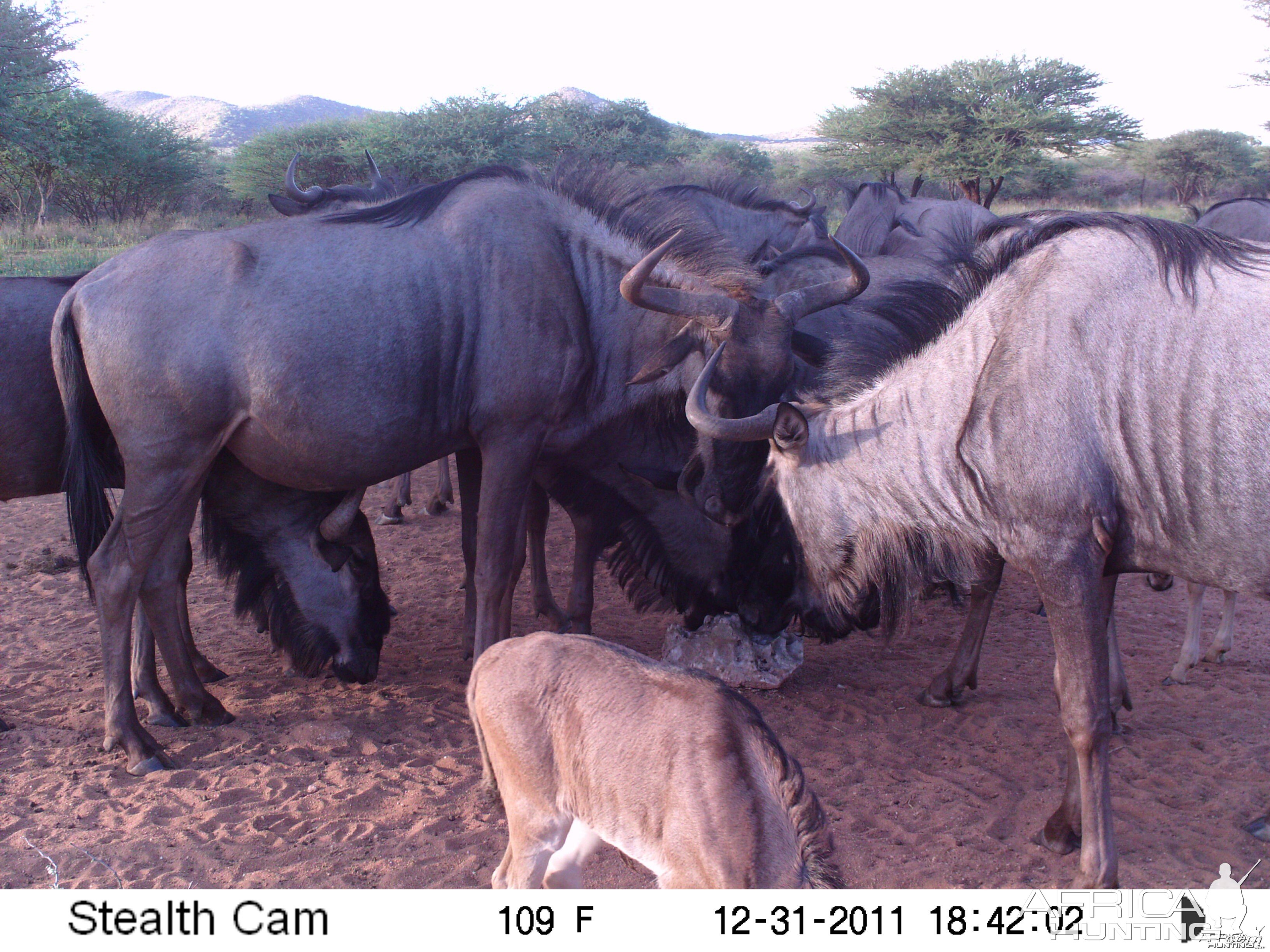 Trail Camera Namibia