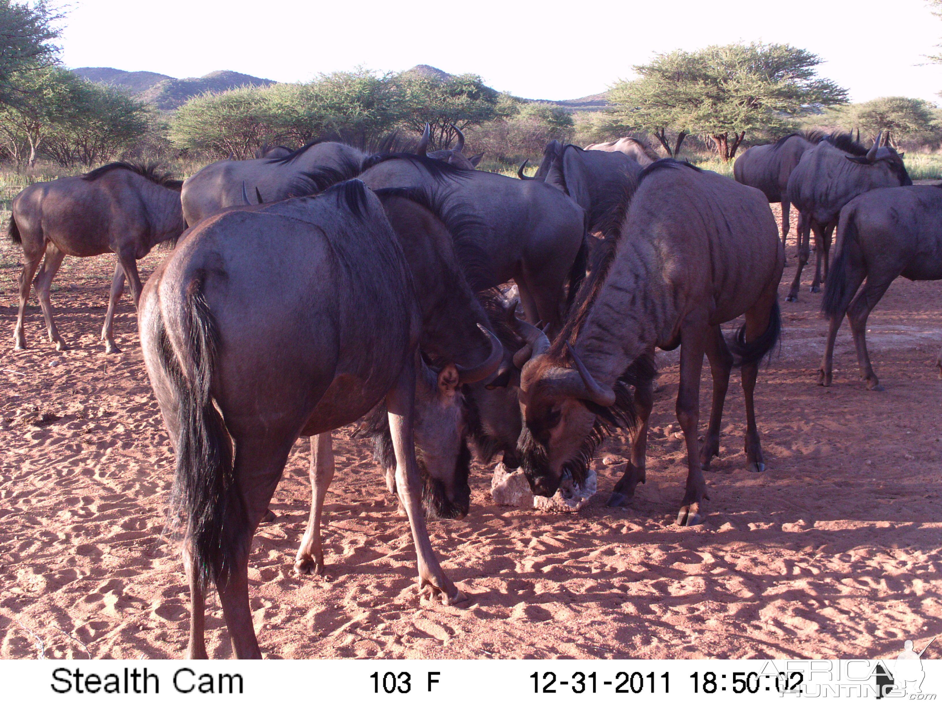 Trail Camera Namibia