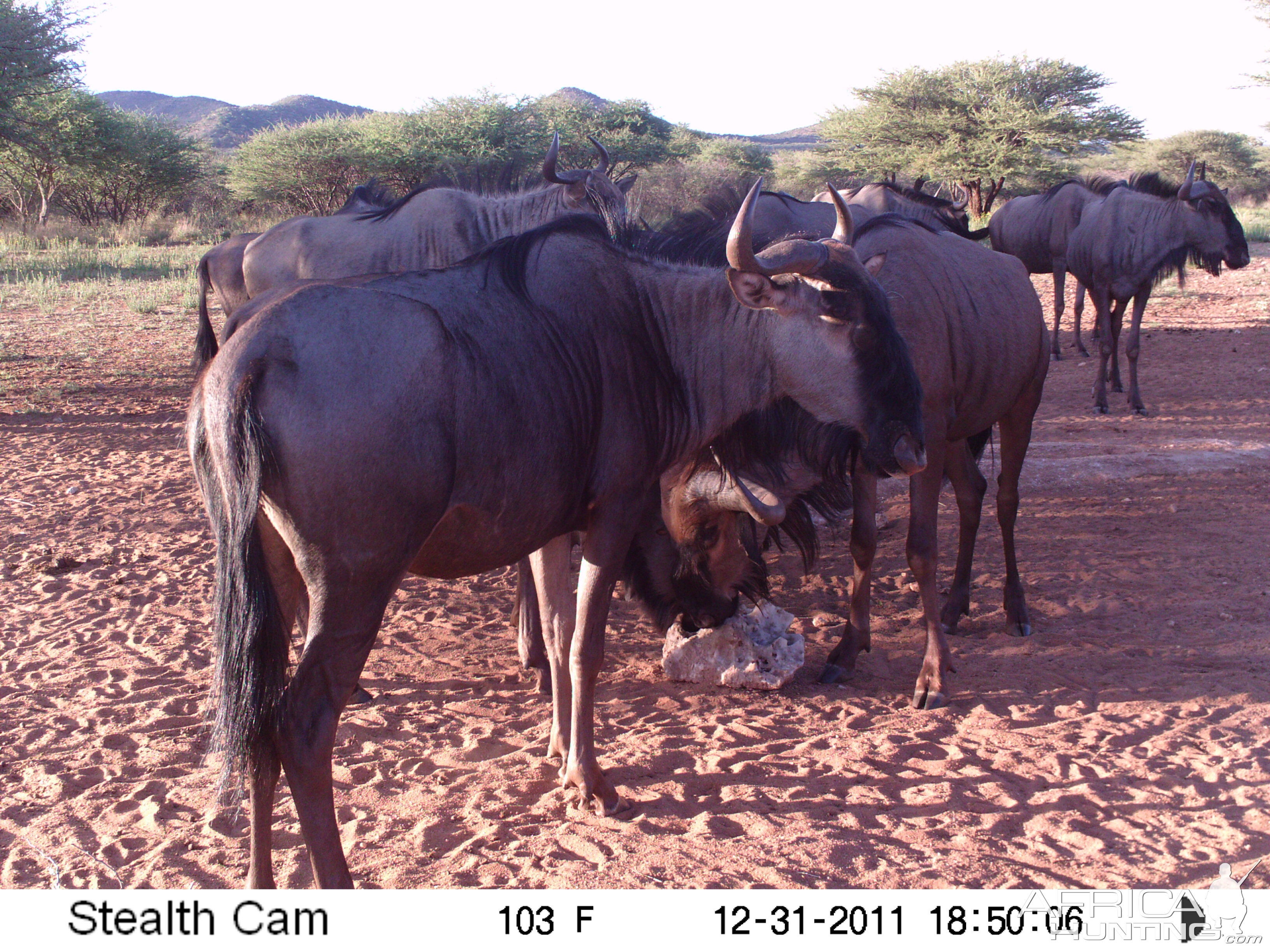 Trail Camera Namibia